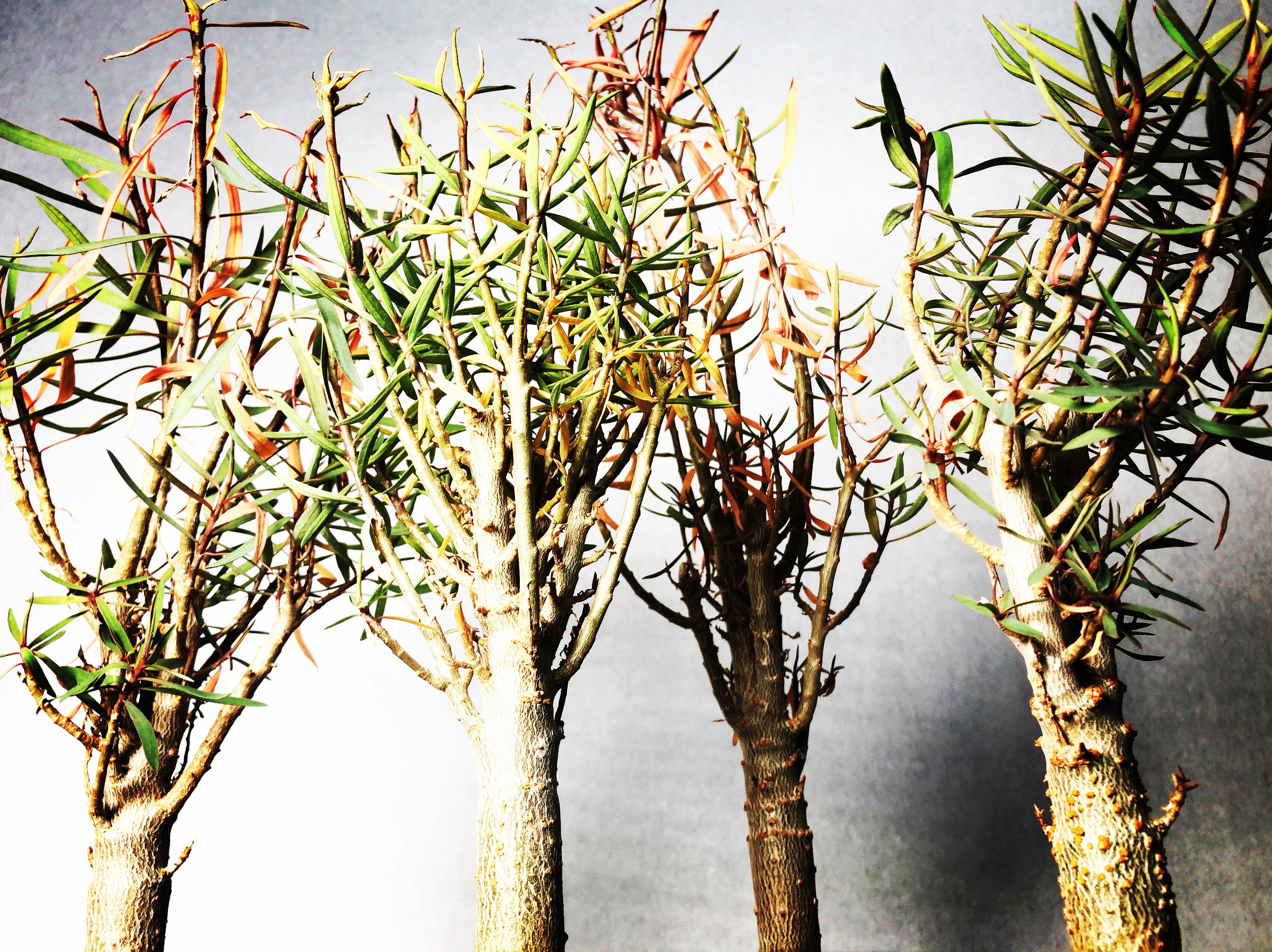 ユーフォルビア・バルサミフェラ | trigger