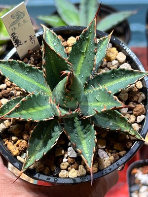 【 五色萬代 × 妖炎】 ③