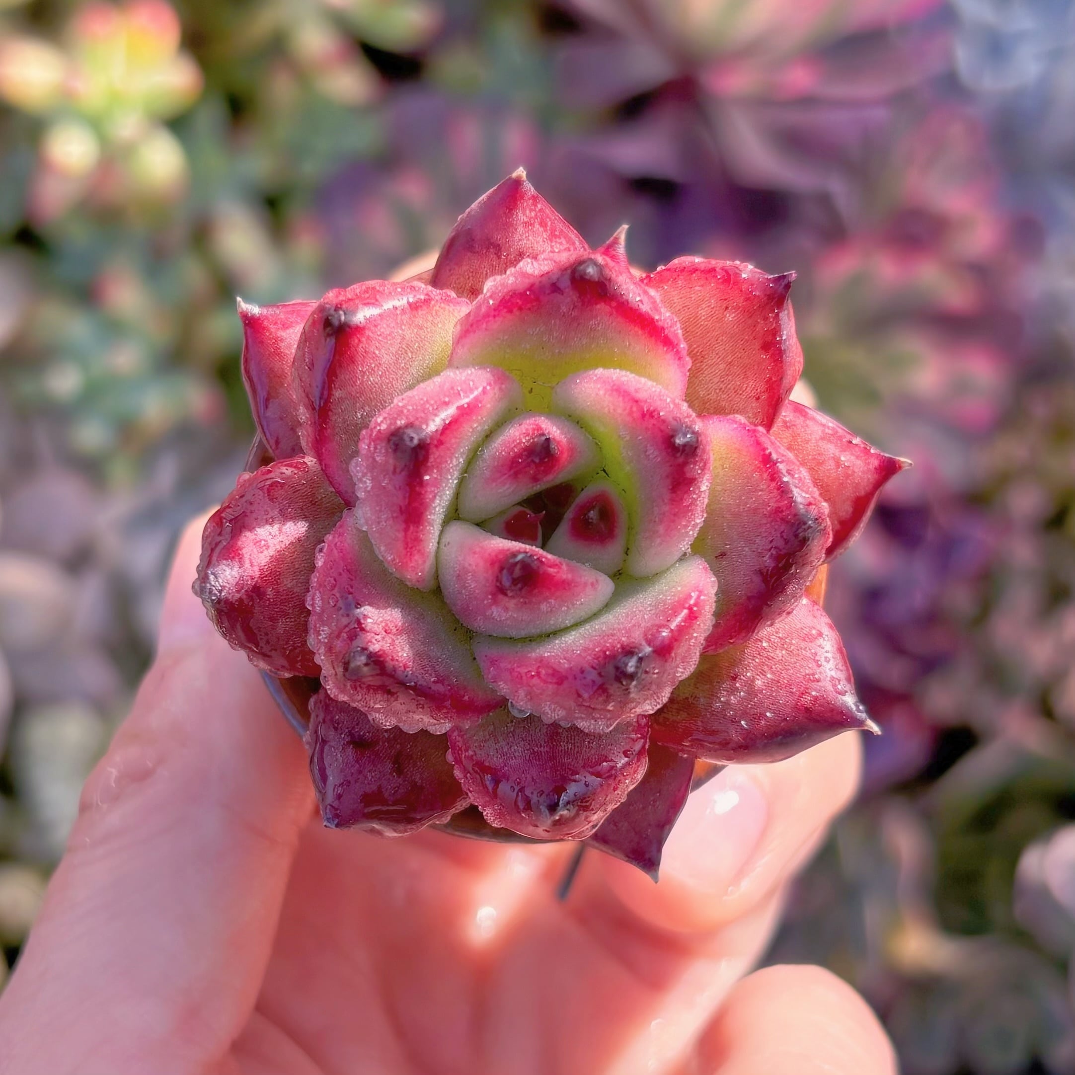多肉植物　フランクレイネルト　新入荷　るる農園