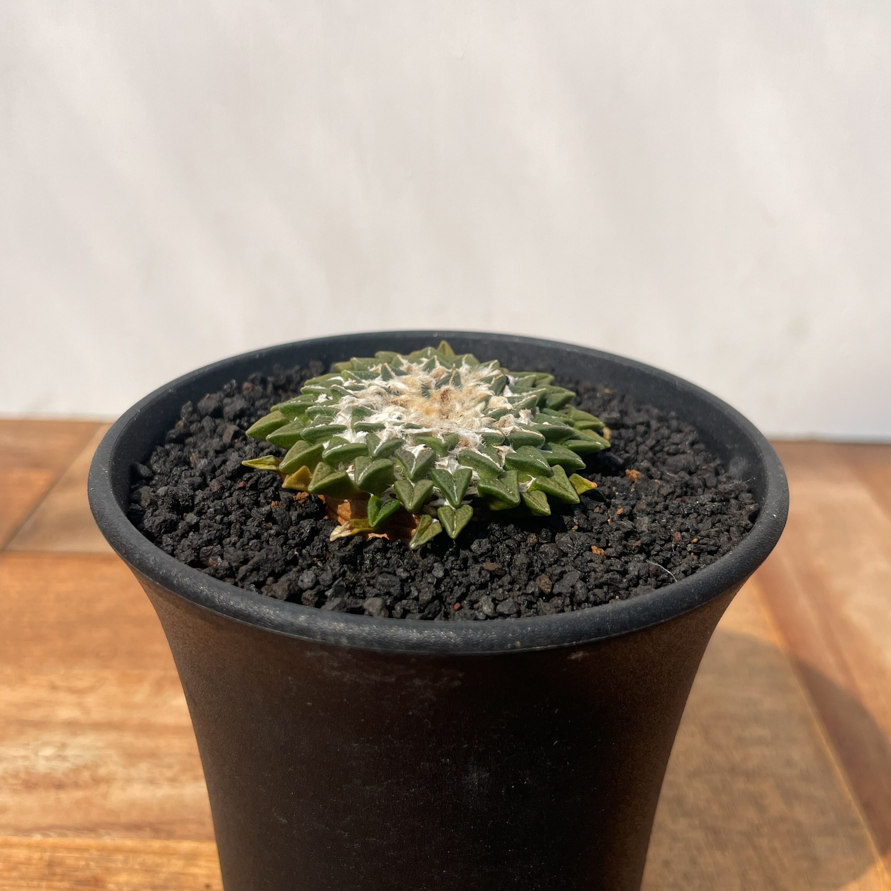 Ariocarpus kotschoubeyanus【アリオカルプス・姫牡丹・実生