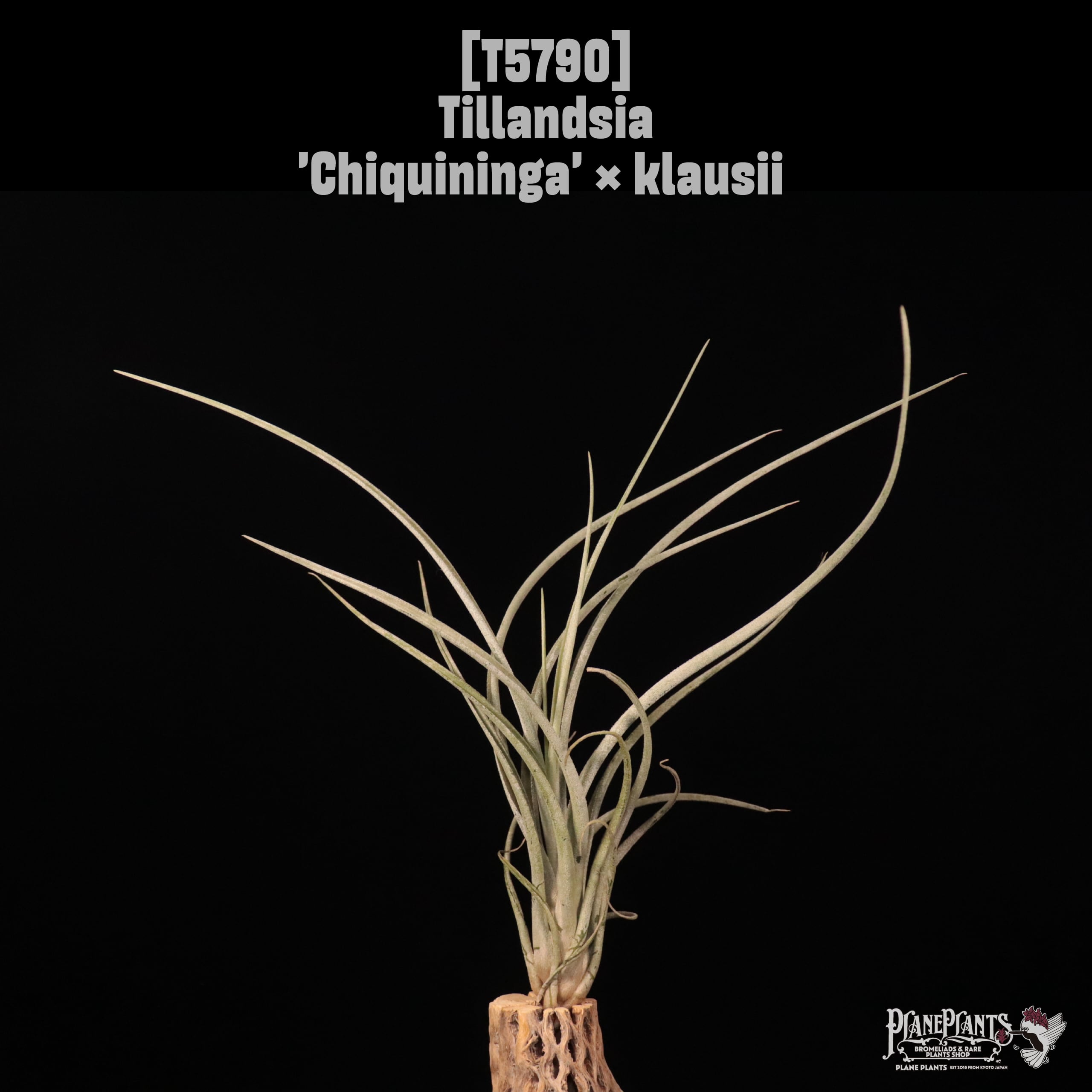 【reserved】Tillandsia 'Chiquininga' × klausii〔ティランジア〕T5790