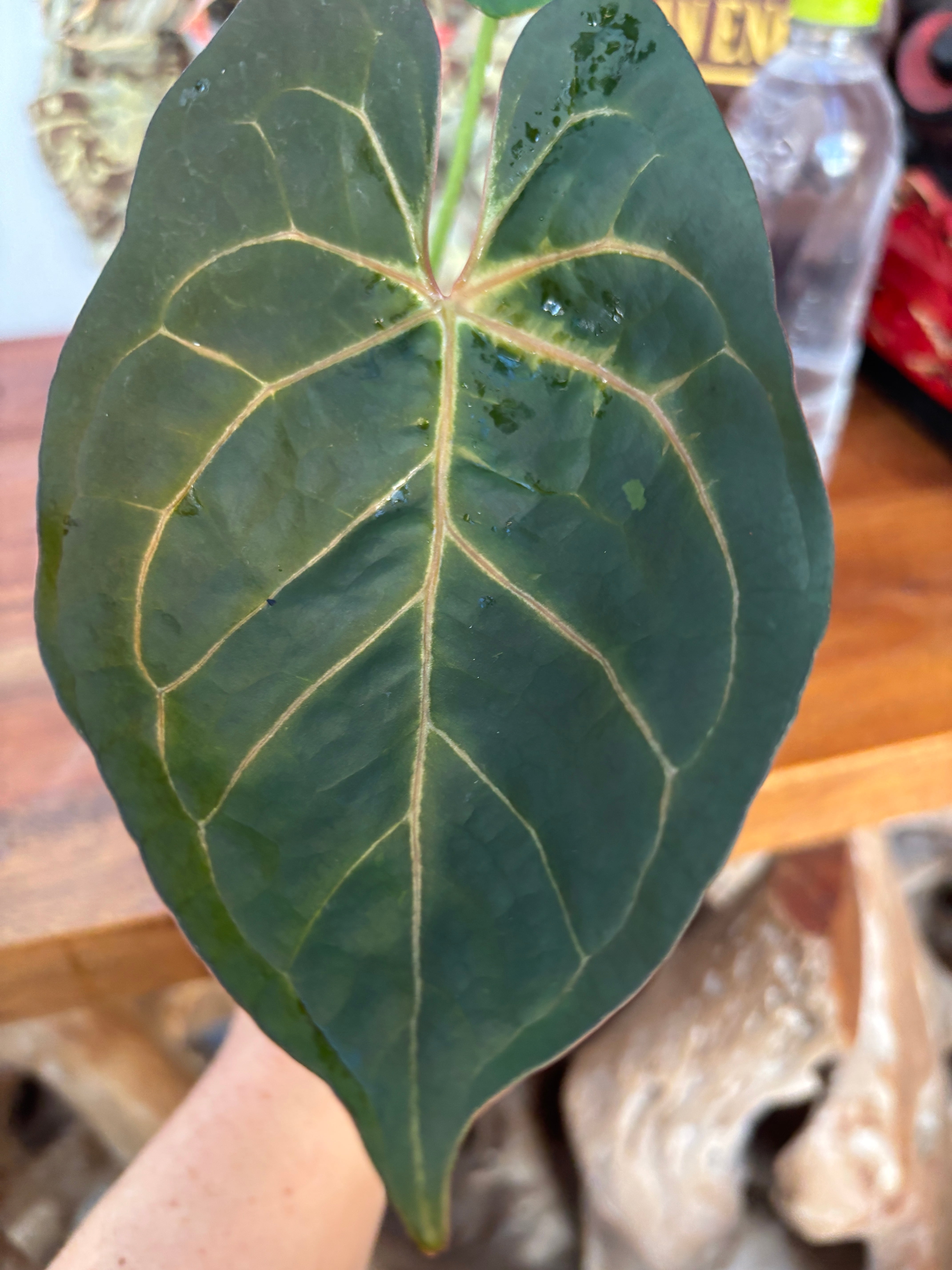 アンスリウム　パピリラミナム × レッドクリスタリナム　【大株】 アンスリウム クリスタリナム×パピリラミナム レッドステム | BA PLants