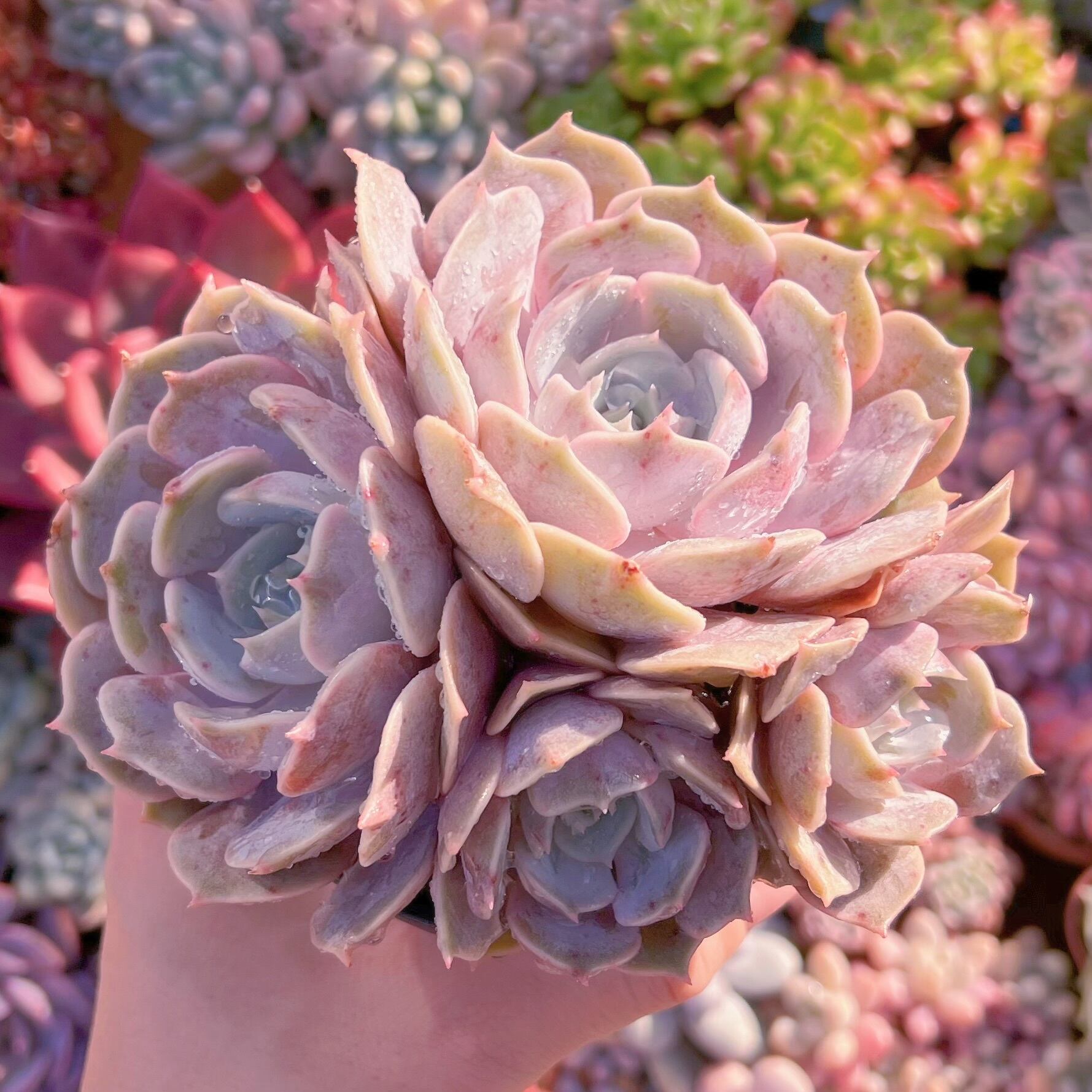 現品　ローラ#656    群生　るる農園