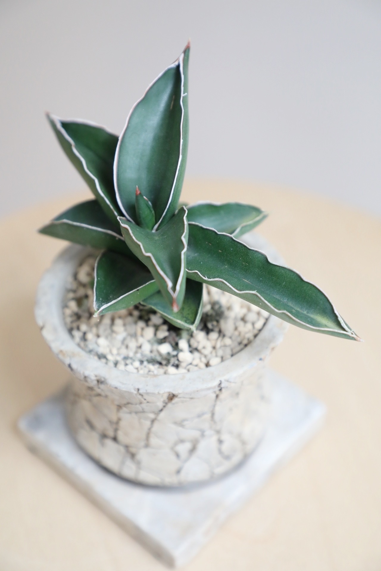 【S】サンスベリア サムライドワーフ/Sanseveria　※陶器鉢付き