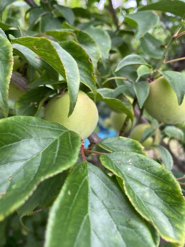 生南高梅やや青い　1kg