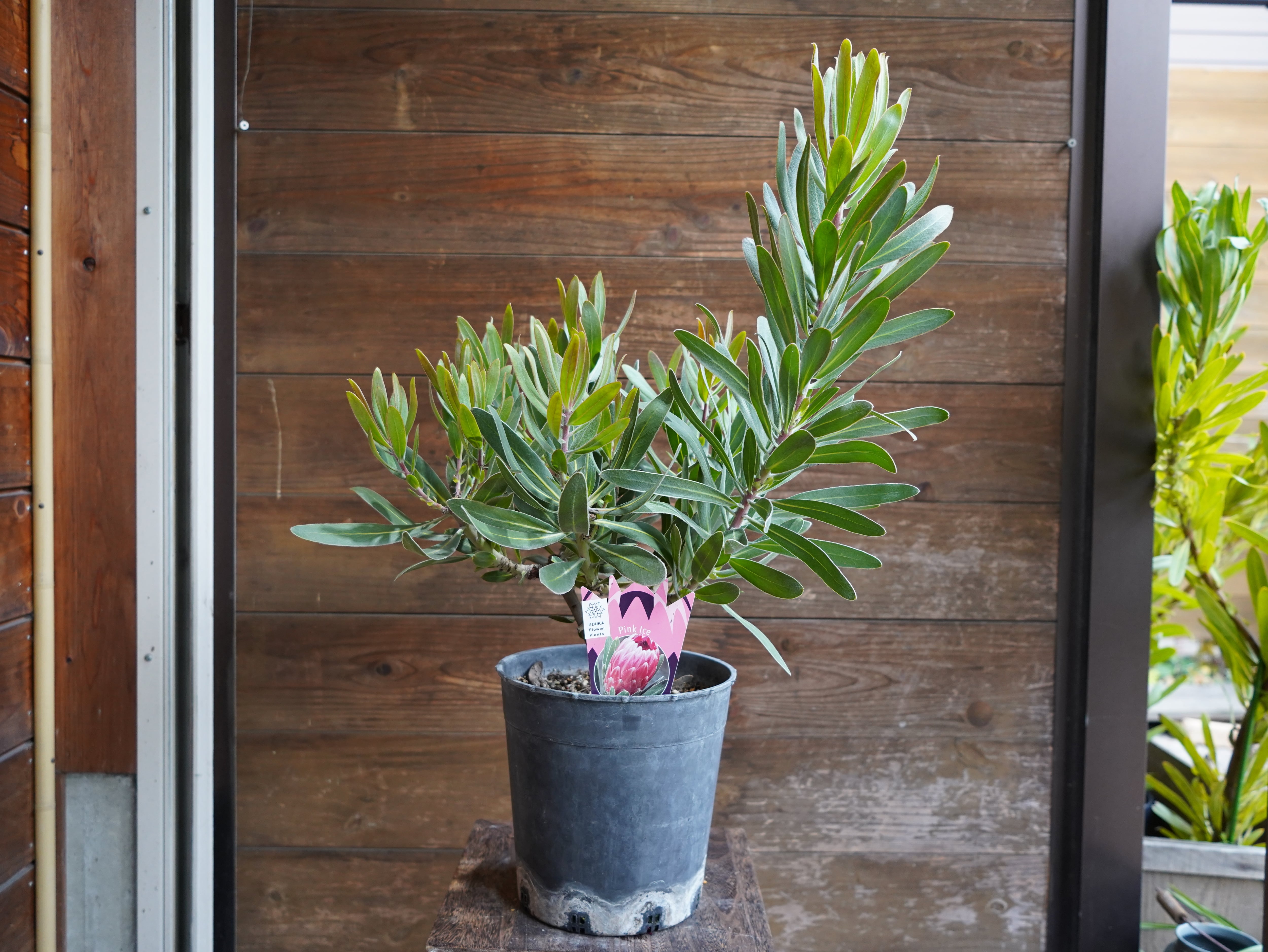 【現物】プロテア　”ピンクアイス”