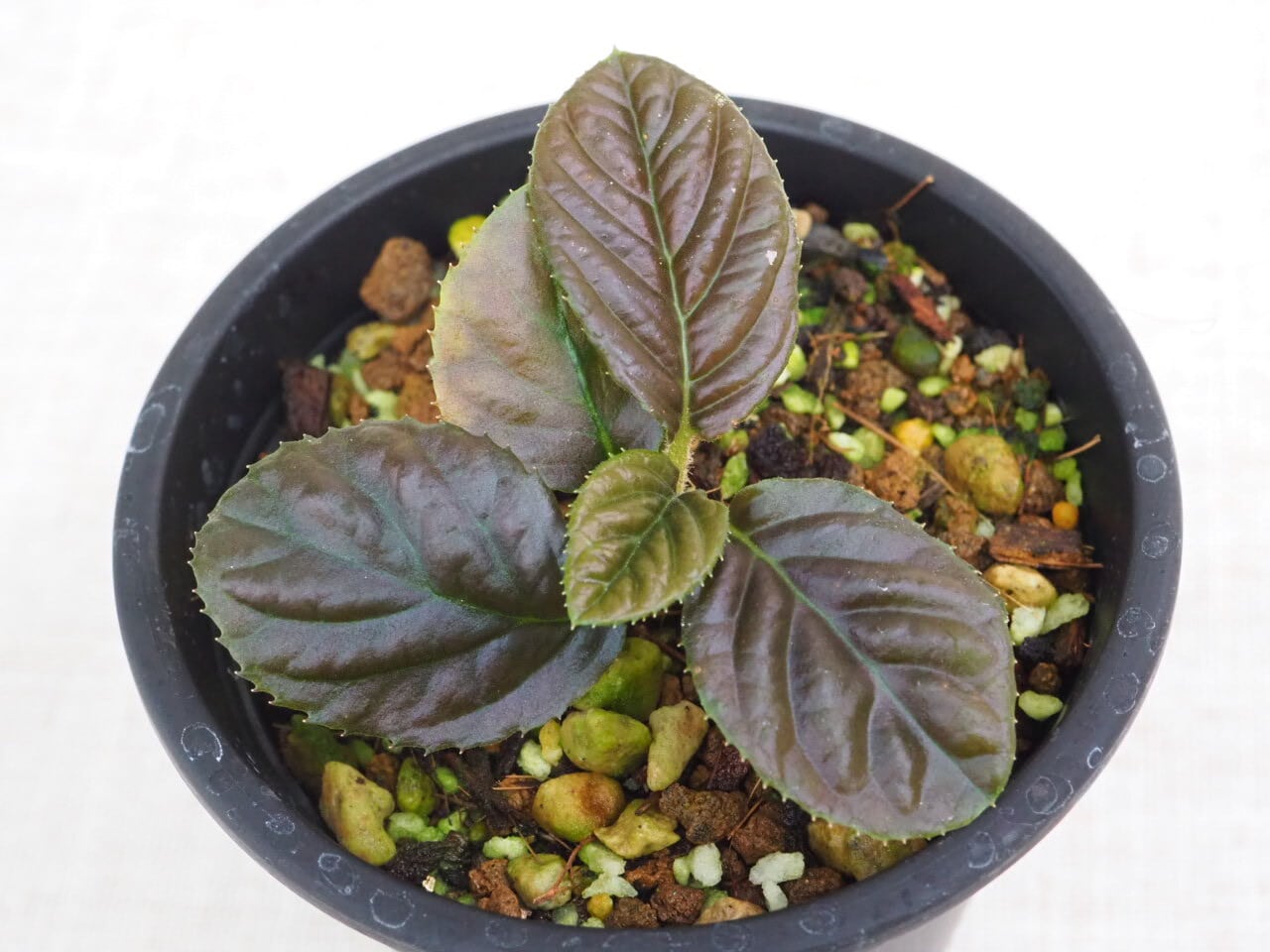 ラビシアsp. Sarawak 'Metallic Brown type' (Labisia sp. Sarawak