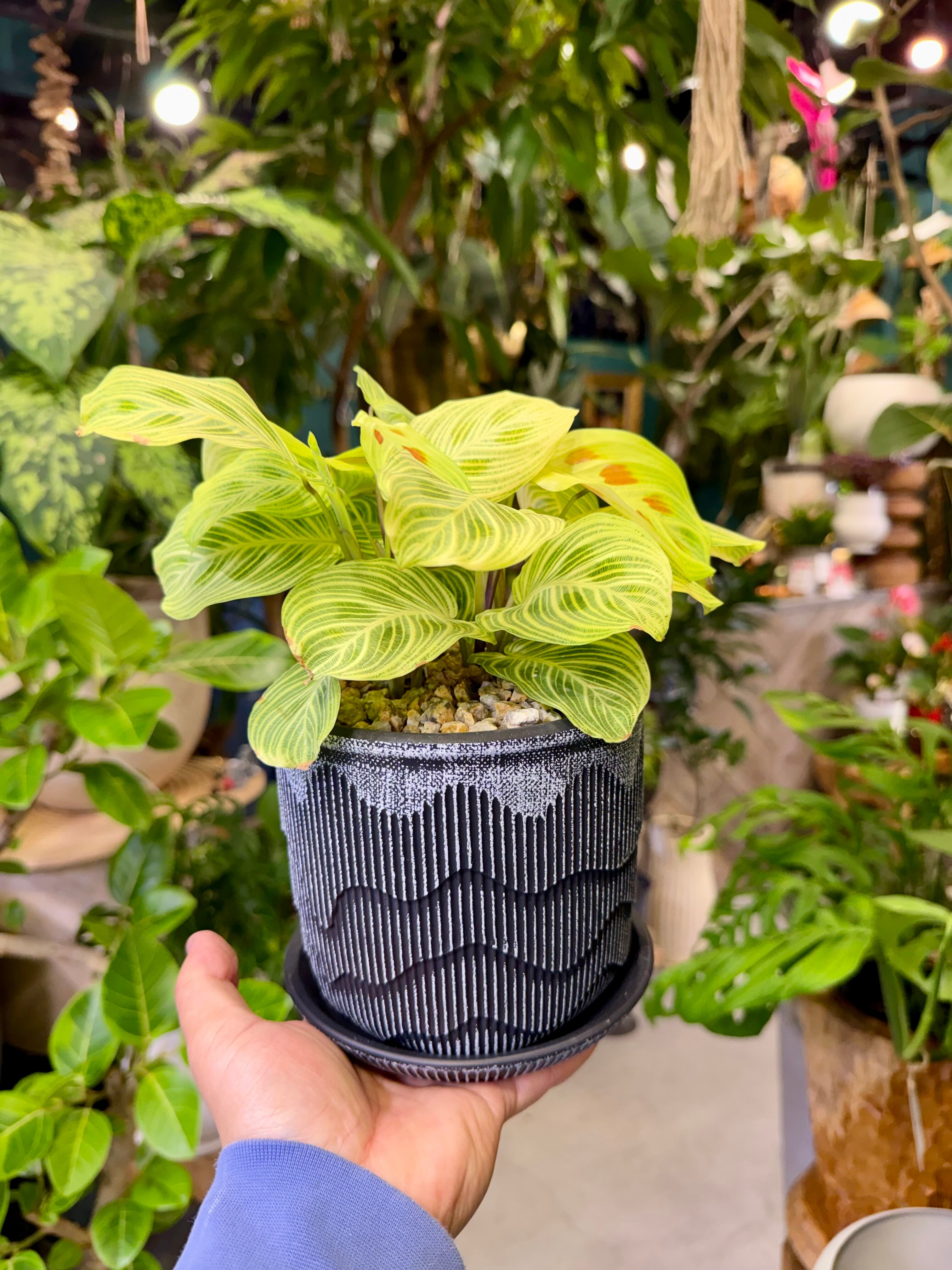 マランタ・レウコネウラ “ライトベインズ” | barrelplants_BONSAI