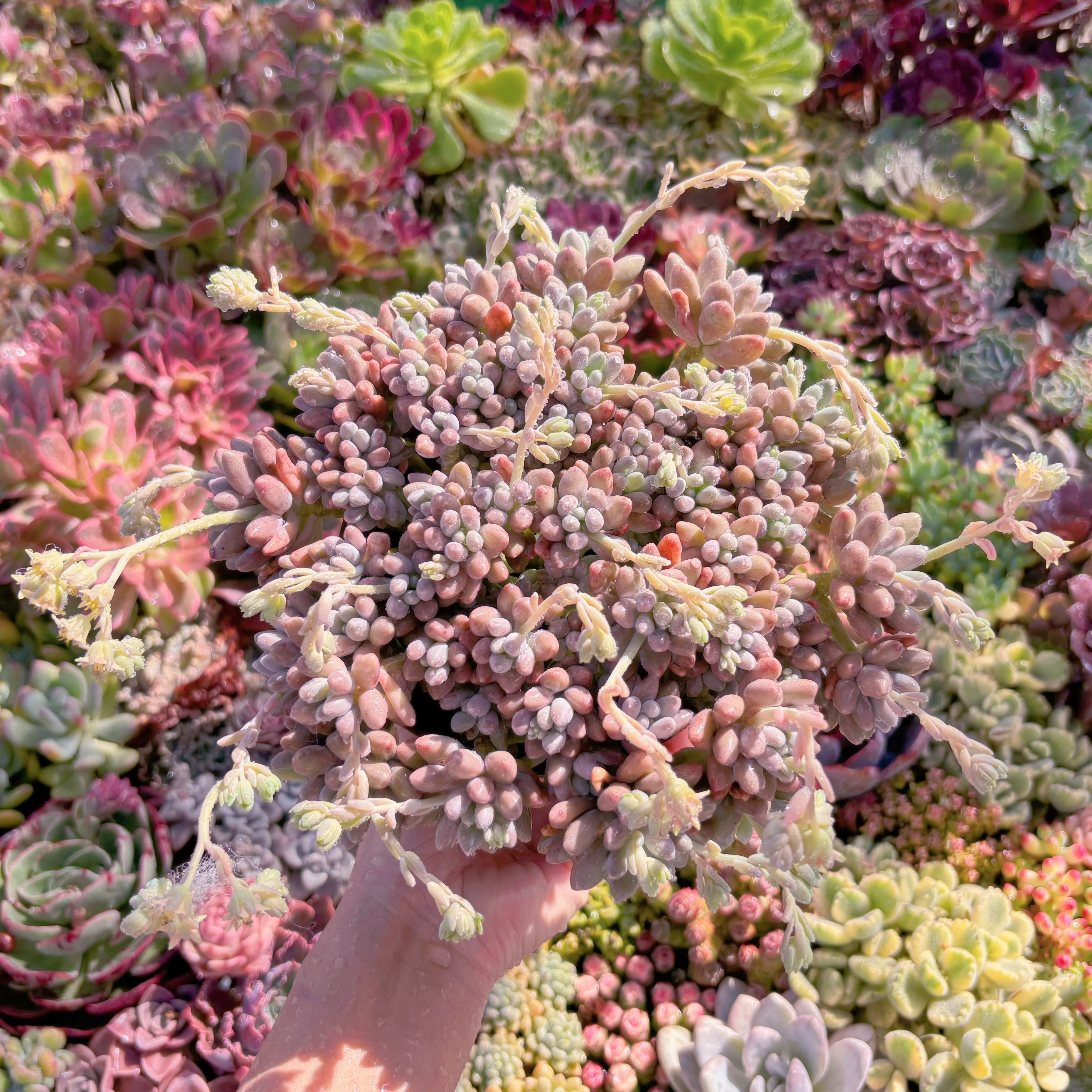 現品　エクスパトリマータxクレムネリア#A62　特特大群生　在庫僅少　新入荷　るる農園