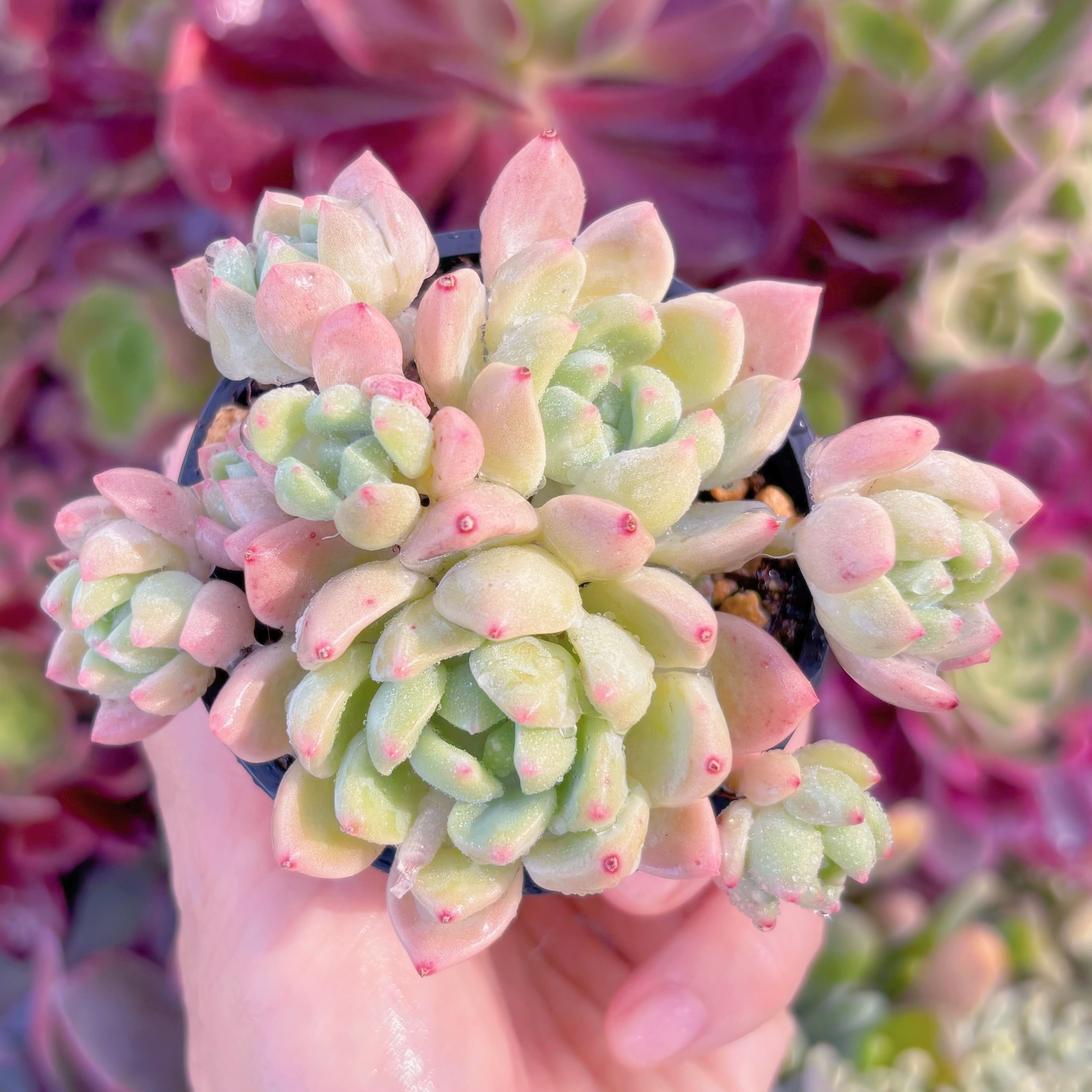 現品　千本桜#F071　るる農園