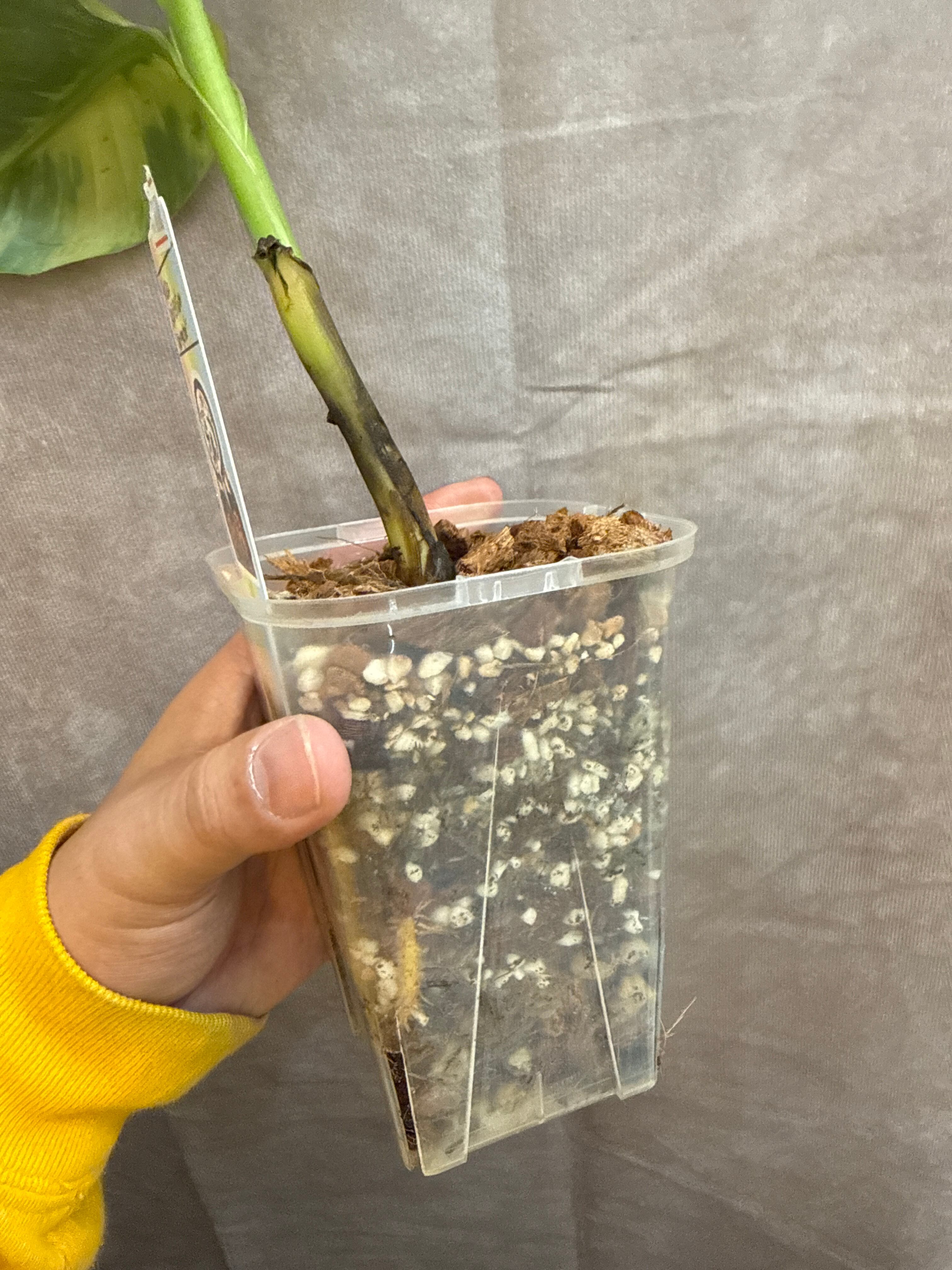 迷彩柄になるバナナ斑入り］Musa sapientum ' variegated' | Garden