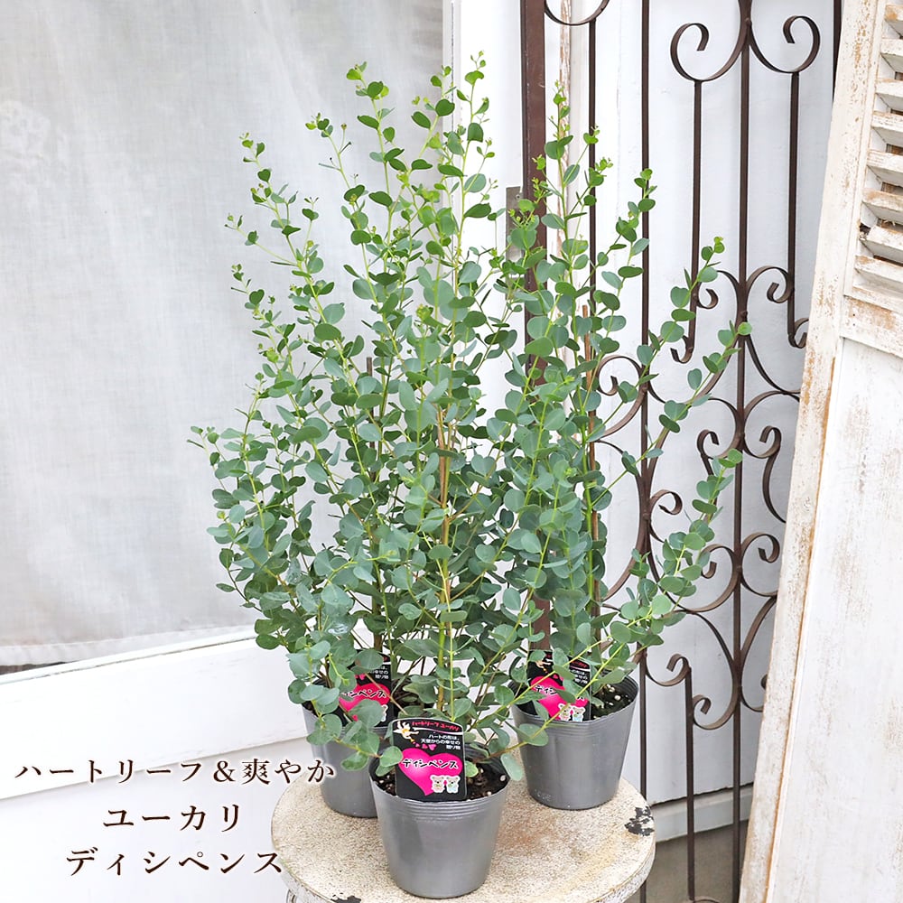 Sansevieria Marga サンセベリア マルガ SVM1 1株のみ | PAY ID