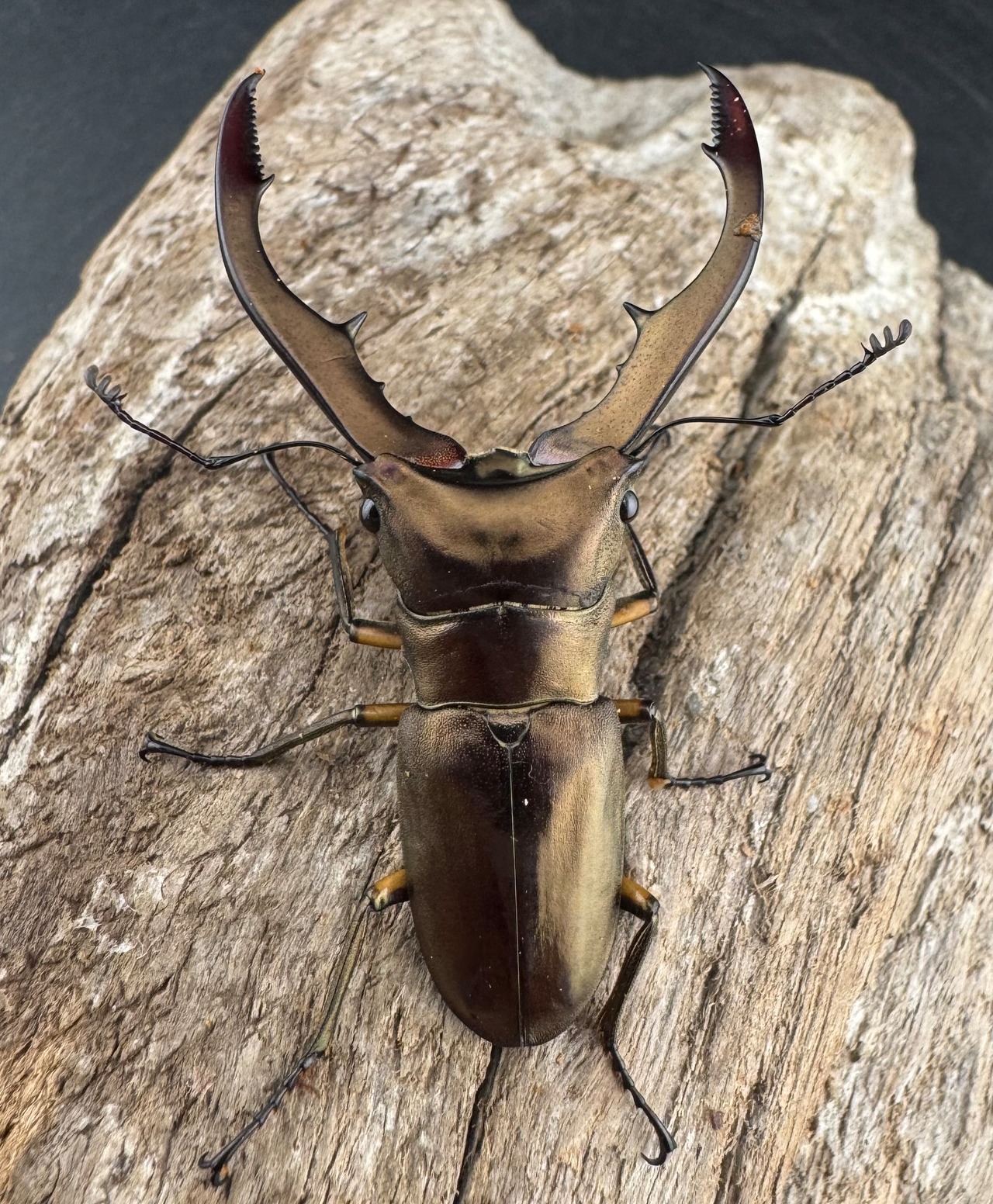 【WD】《メタリフェルホソアカ亜種アエノミカンス 52mm ペア》