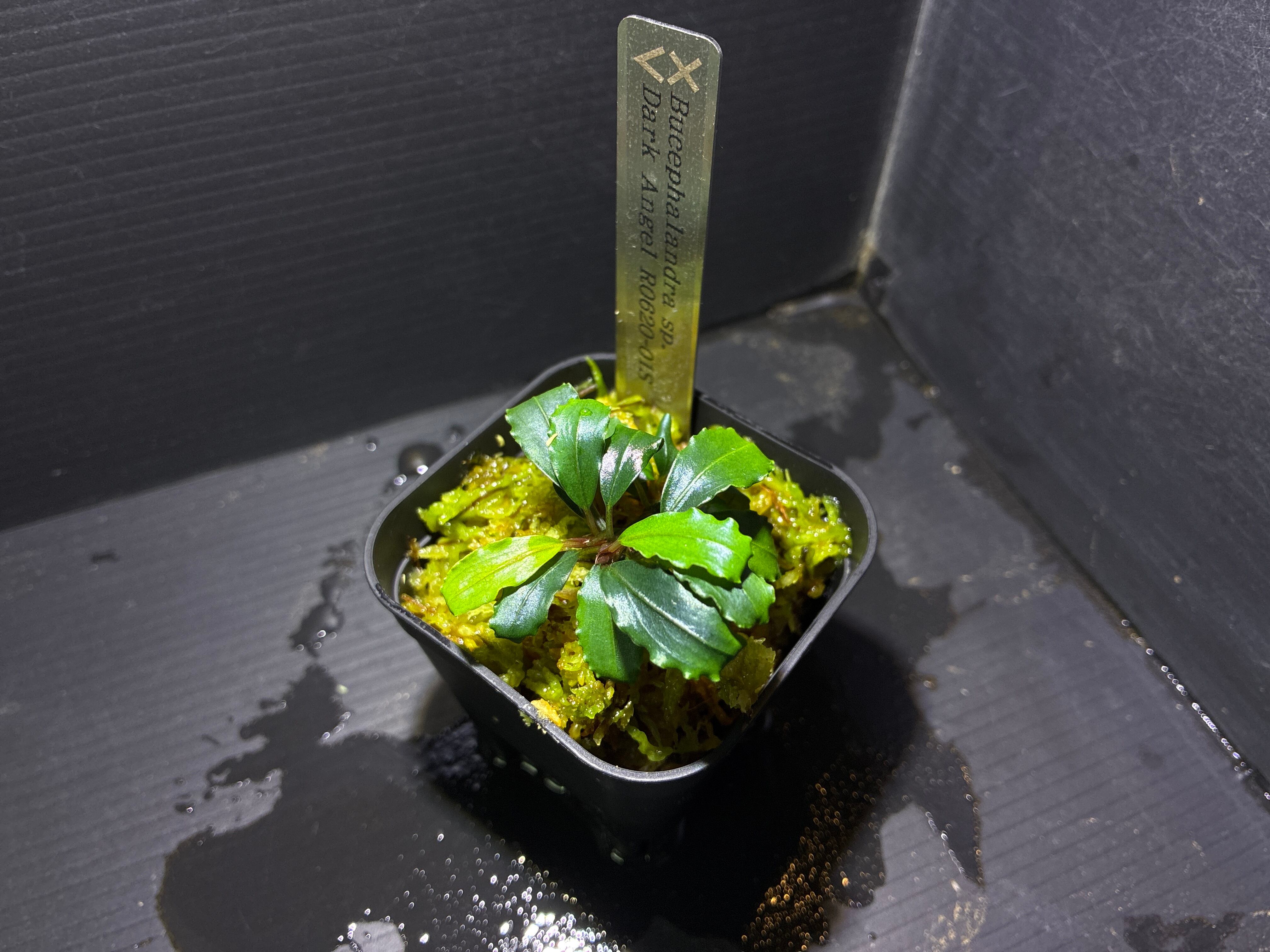 Bucephalandra sp.Silver eagle red (ブセファランドラsp.シルバー
