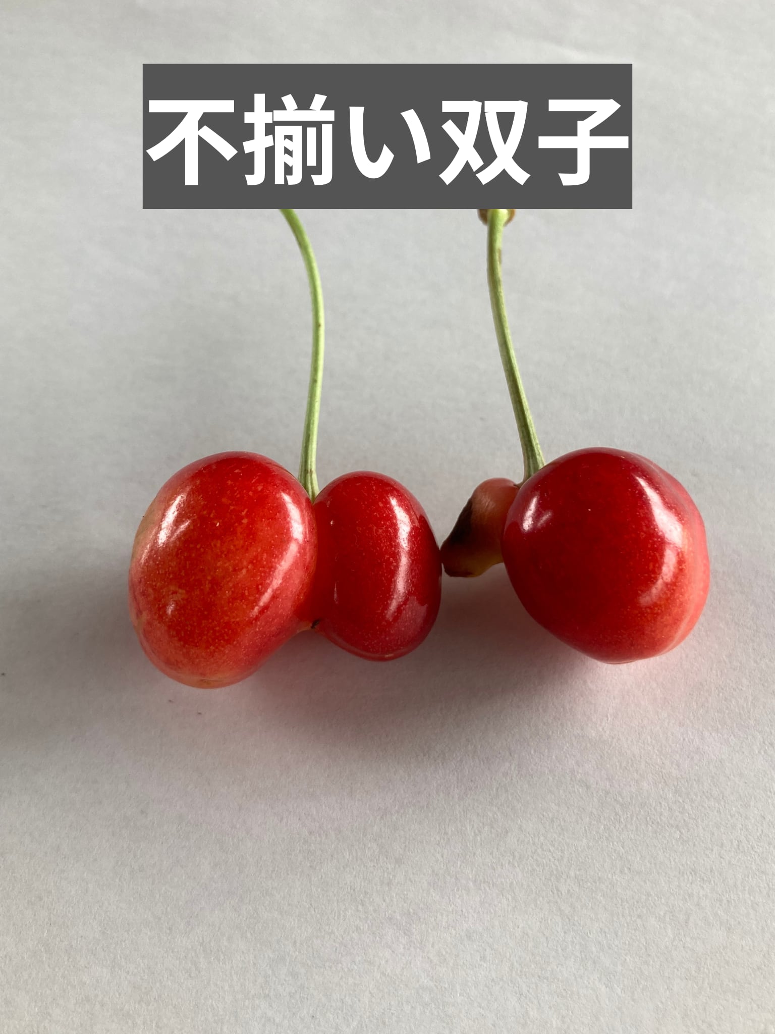 シーズン最後のさくらんぼ 訳あり「大将錦」秀品 バラ詰め 1kg 山形県山辺町産
