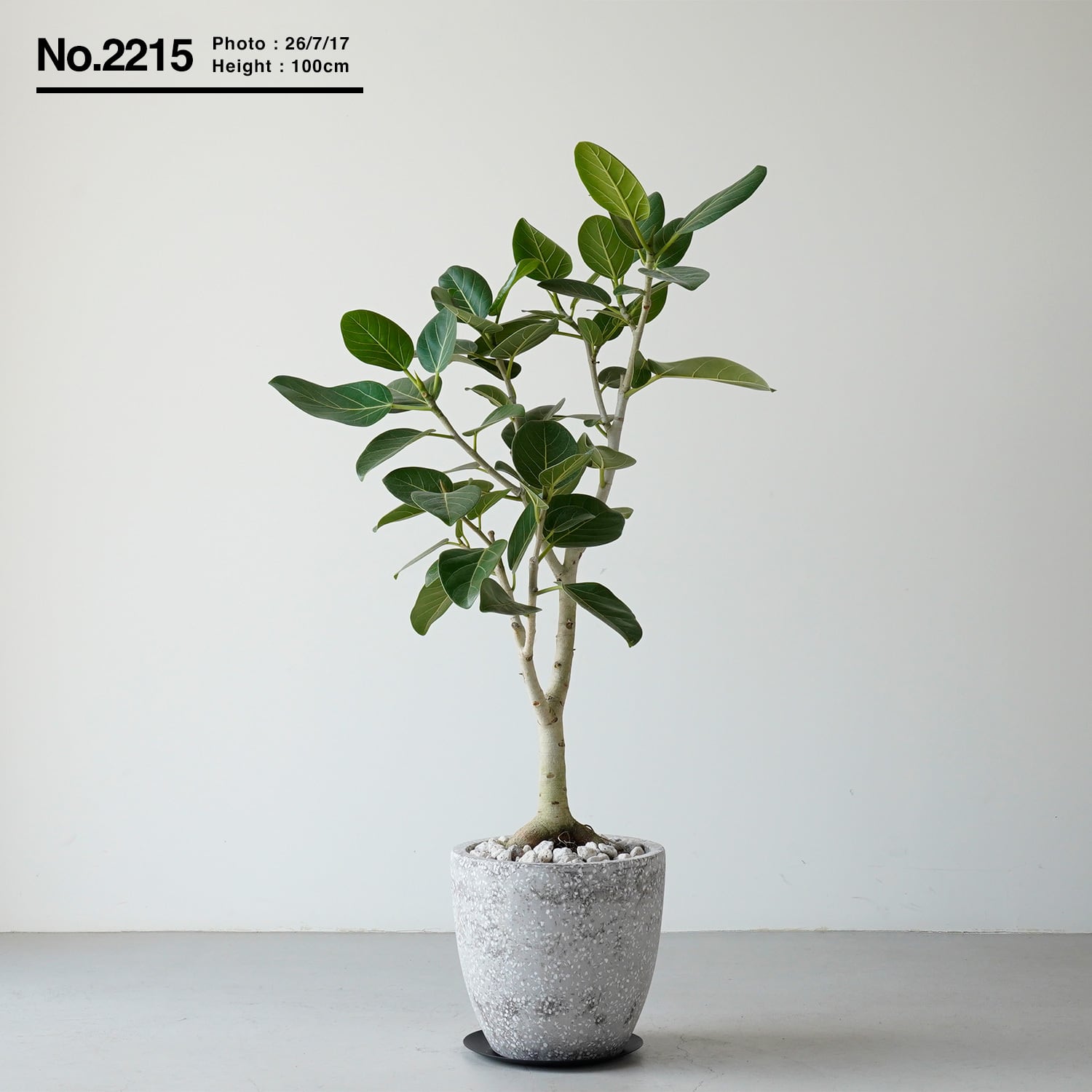 フィカス ベンガレンシス | AYANAS（アヤナス）｜観葉植物のセレクト