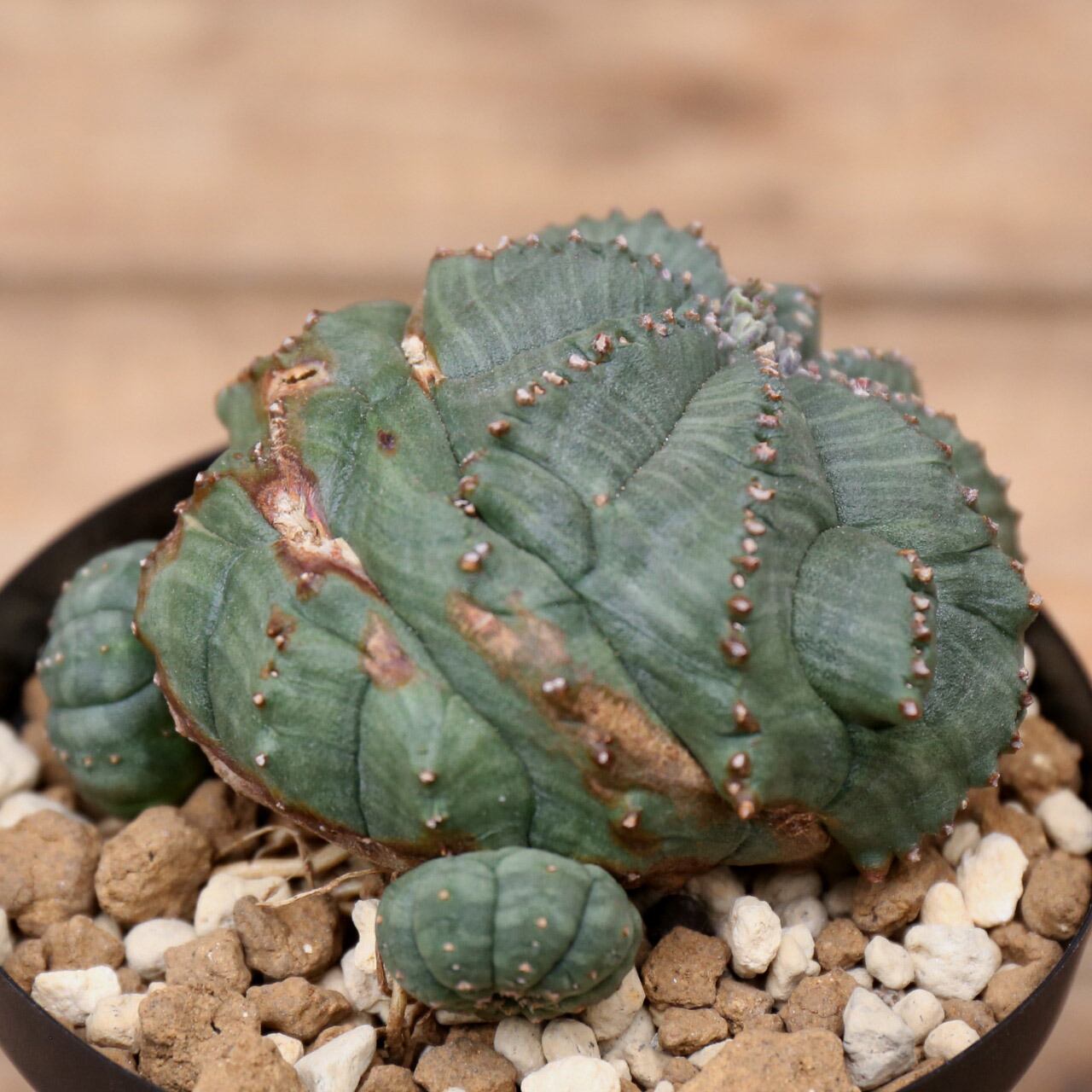 ユーフォルビアオベサロッキーマウンテンモンスト輸入株雄株