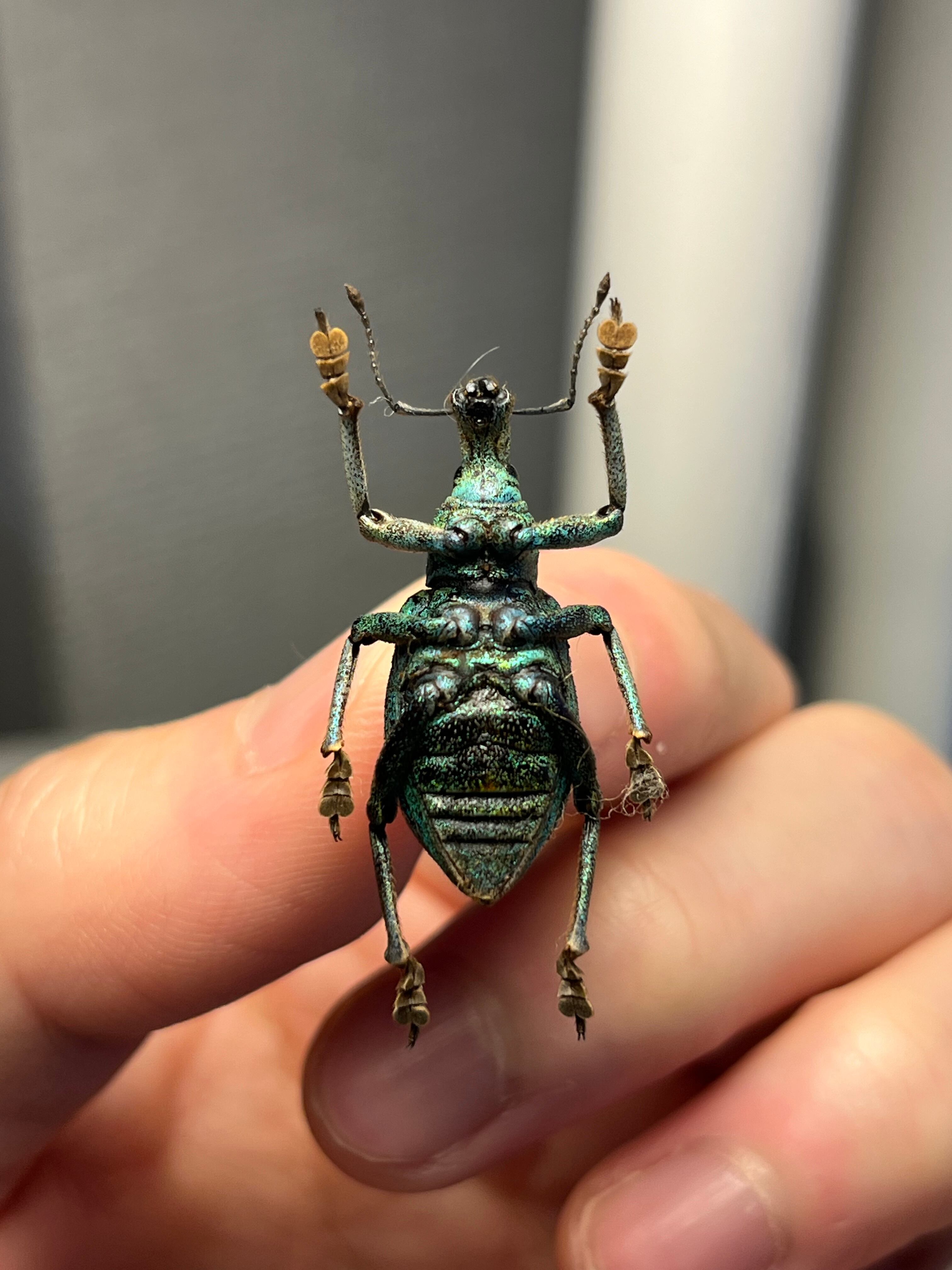 26mm】ソロモン諸島のラメ感のあるホウセキゾウムシ 標本カミキリ昆虫