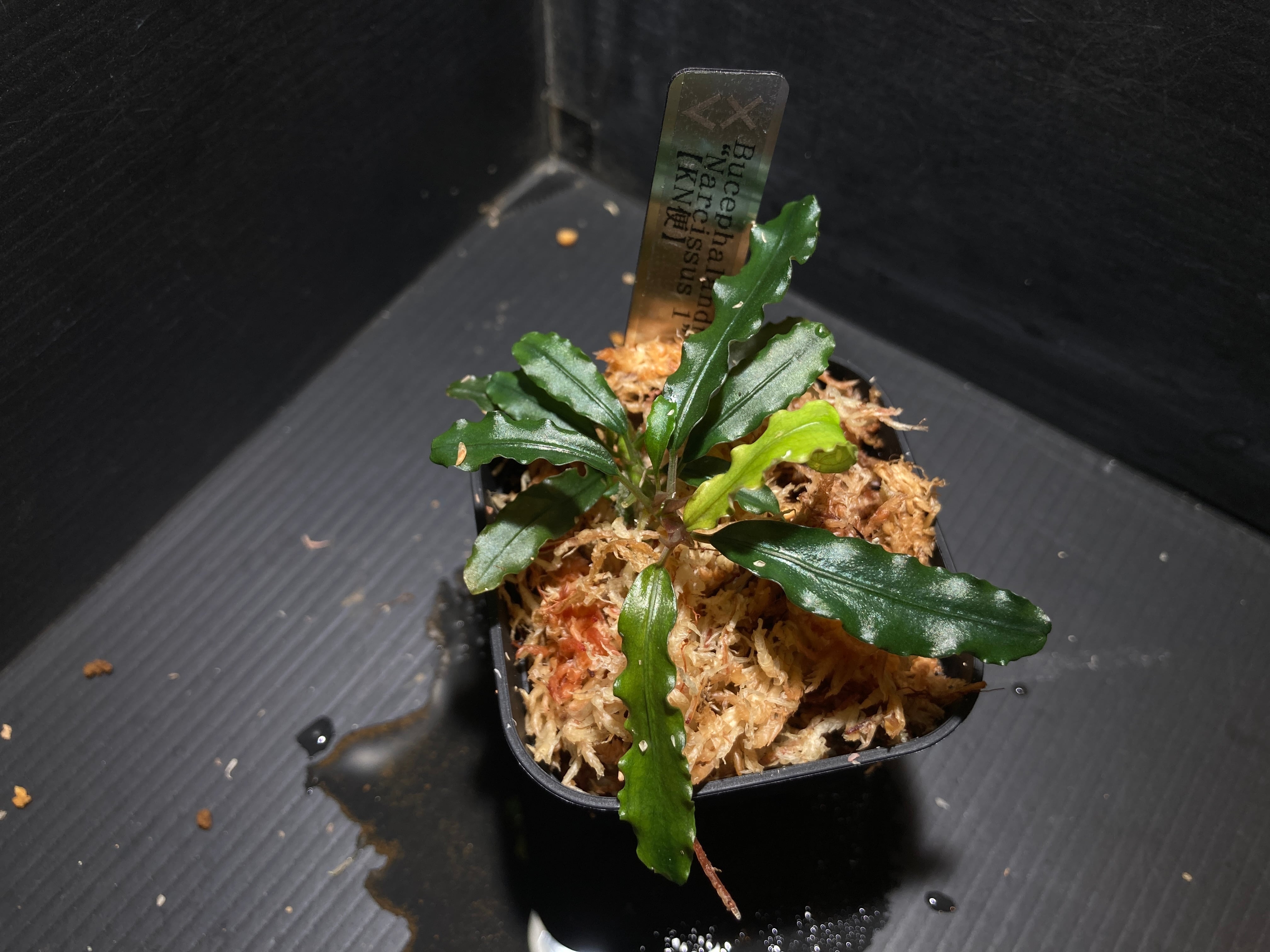 ブセファランドラ | AquaFocus