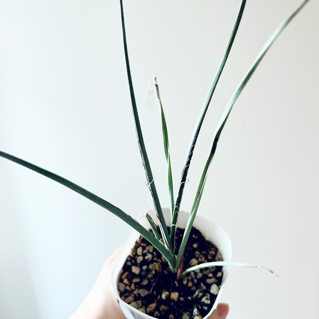 耐寒強 ユッカ ヘスペラロエパルビフローラレッド 観葉植物 calm cafe