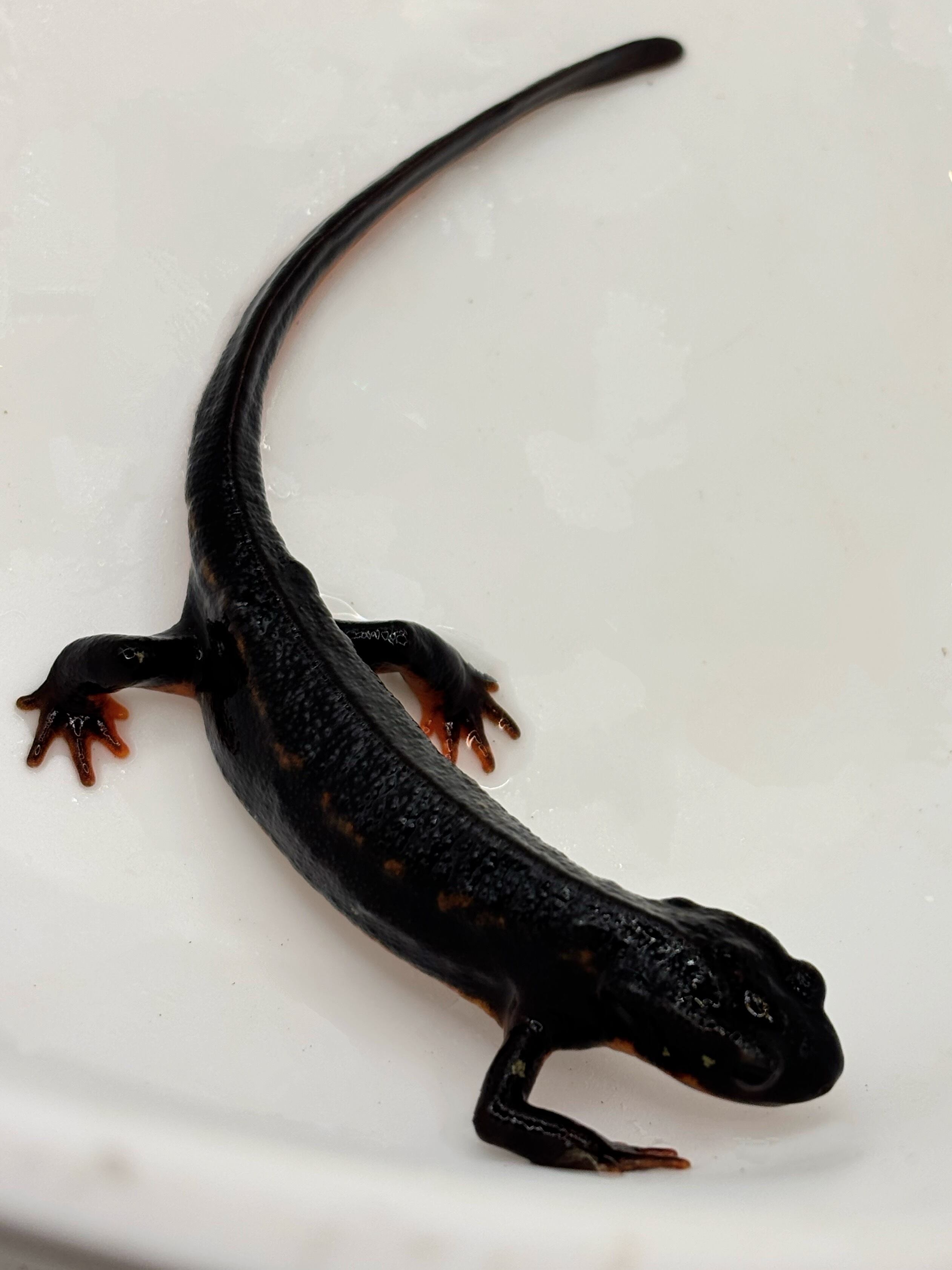 ベトナム産　ヒョウタンゴミムシセット　38-44mm ベトナム産 ヒョウタンゴミムシセット 38-44mm オオヒョウタンゴミムシ