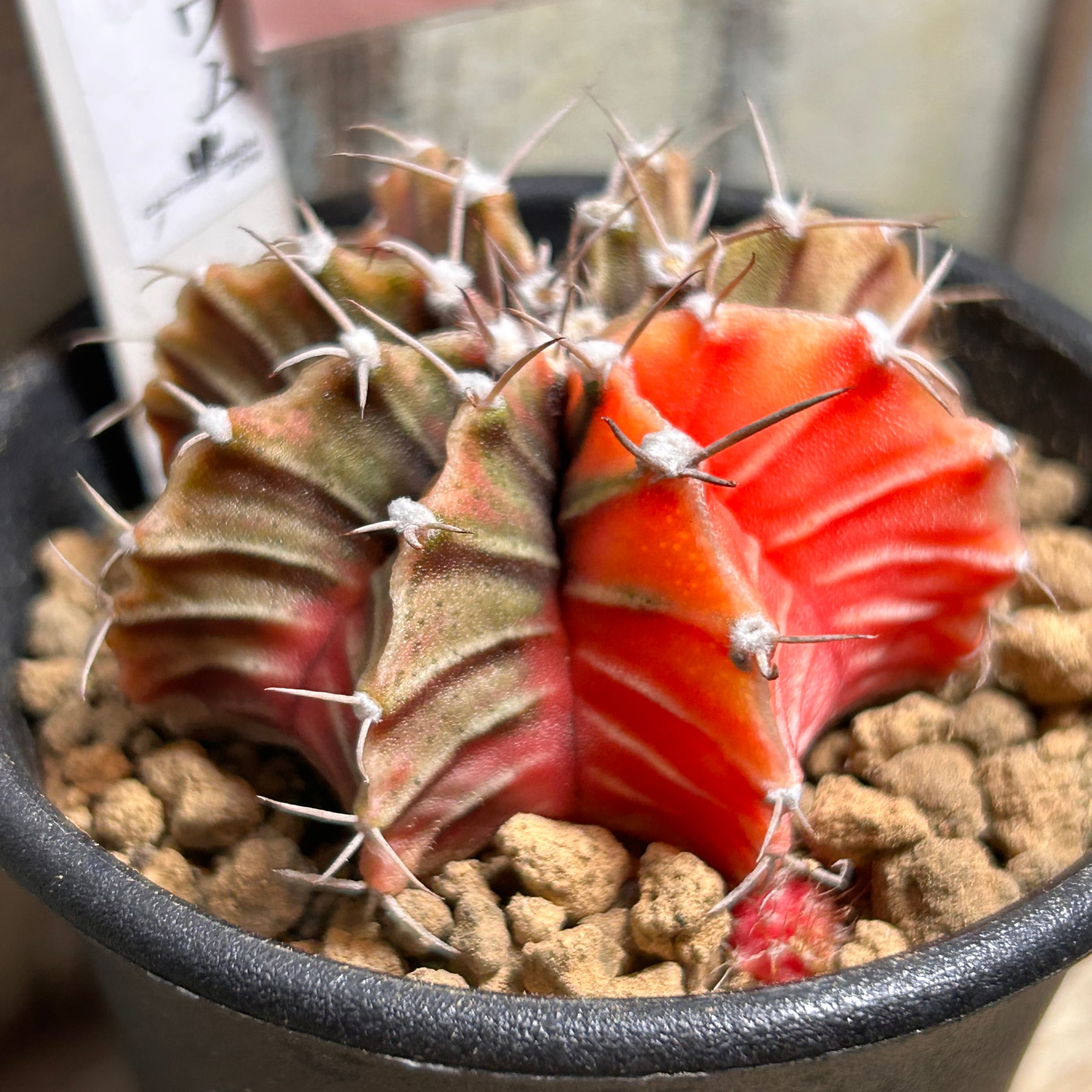 錦 | RuPo 多肉植物専門店