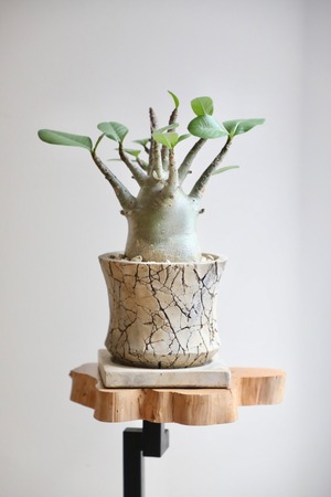 【S】アデニウム アラビカム/Adenium arabicum ※陶器鉢付き