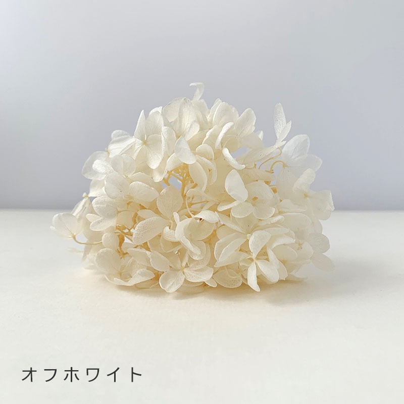 ピラミッドあじさい こわけ オフホワイト 【 プリザーブドフラワー
