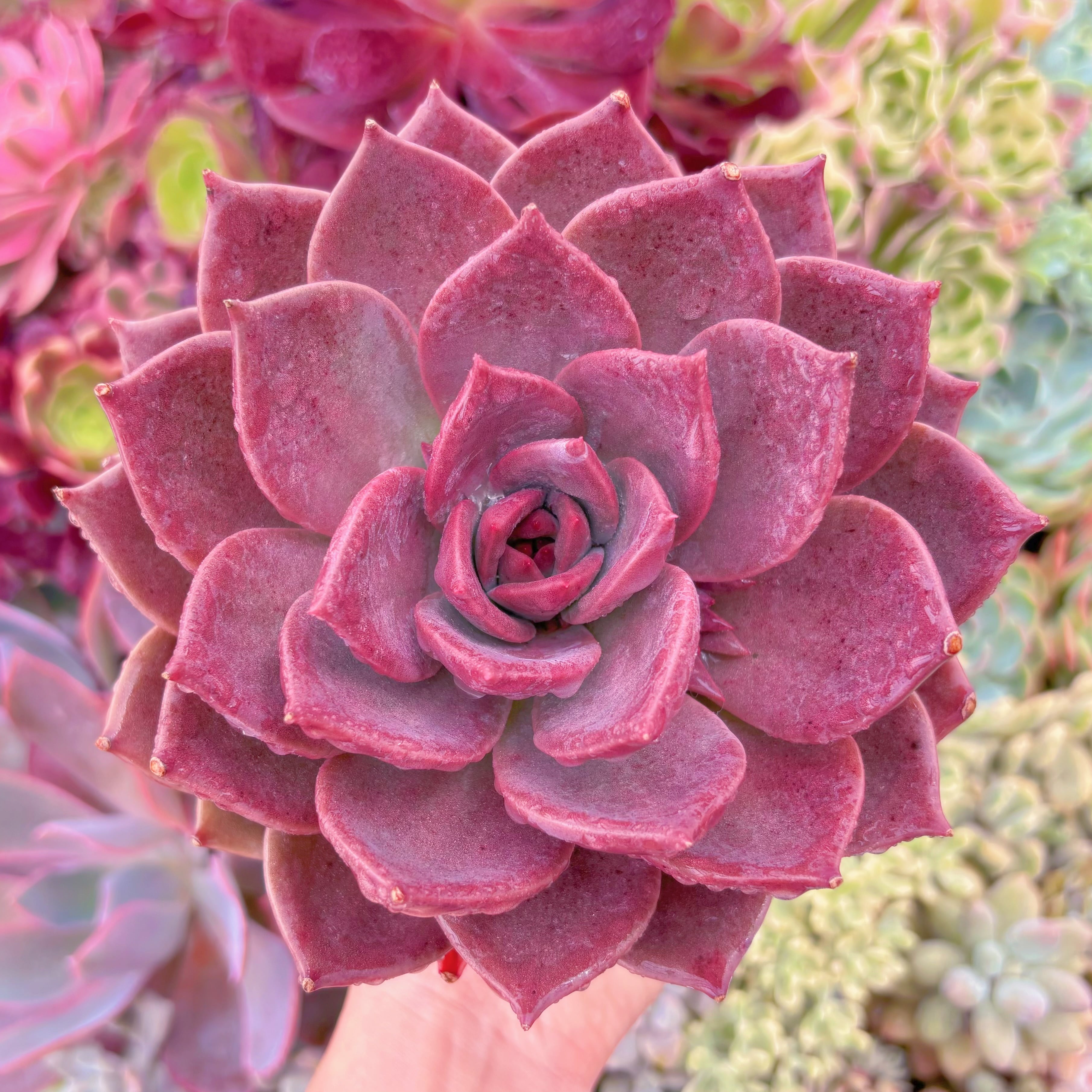 現品　唐雫#C56　大苗　るる農園