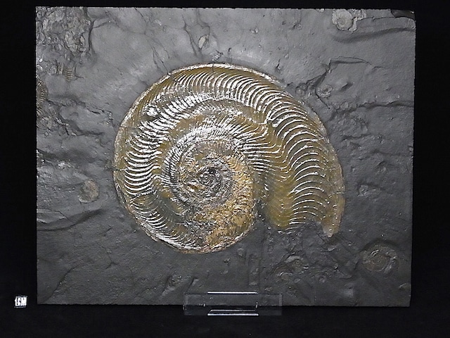 【 化石 】アンモナイト 巨大ハルポセラス Harpoceras 30cm頁岩プレート ドイツ ホルツマーデン産