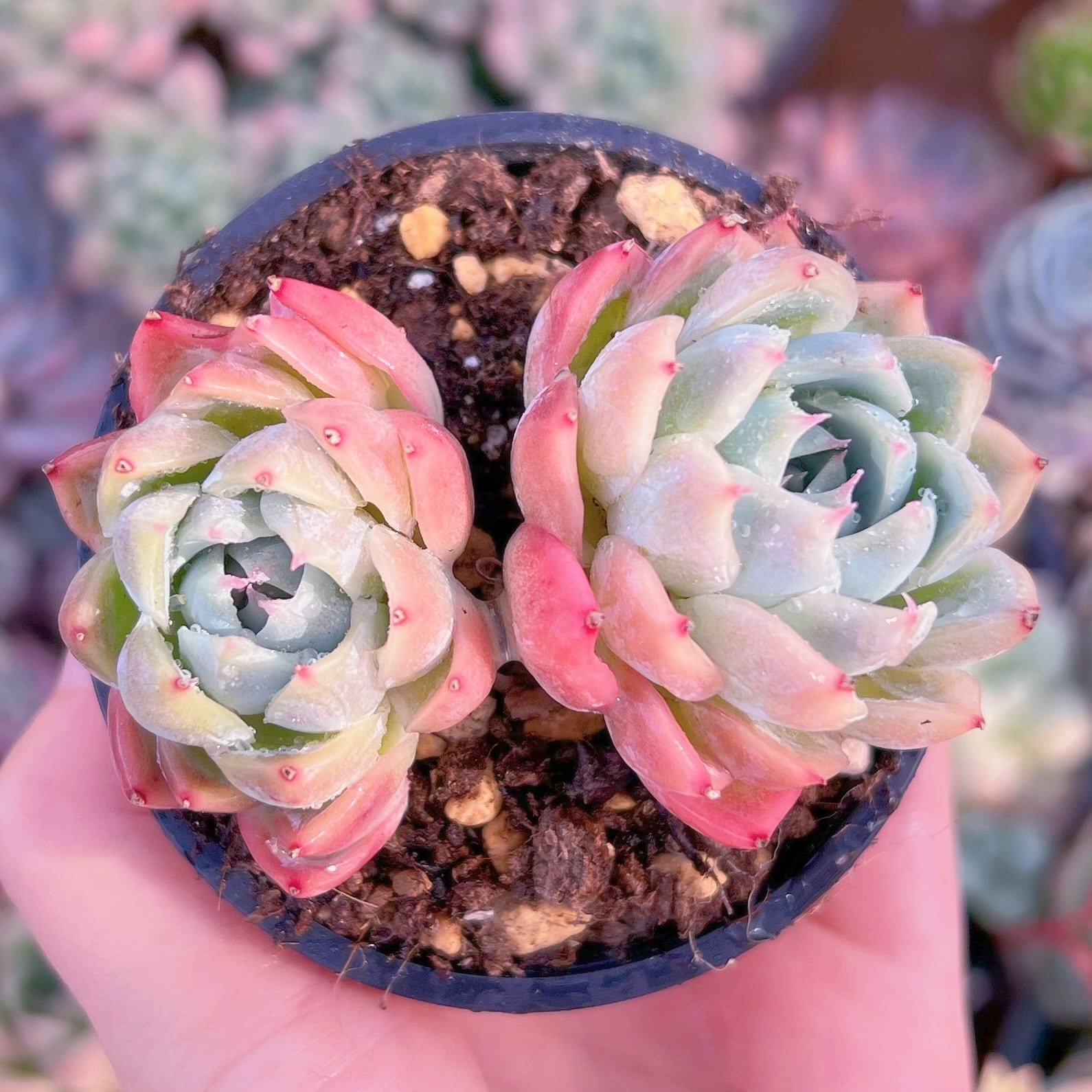 現品　孤星#F216　2頭群生　るる農園