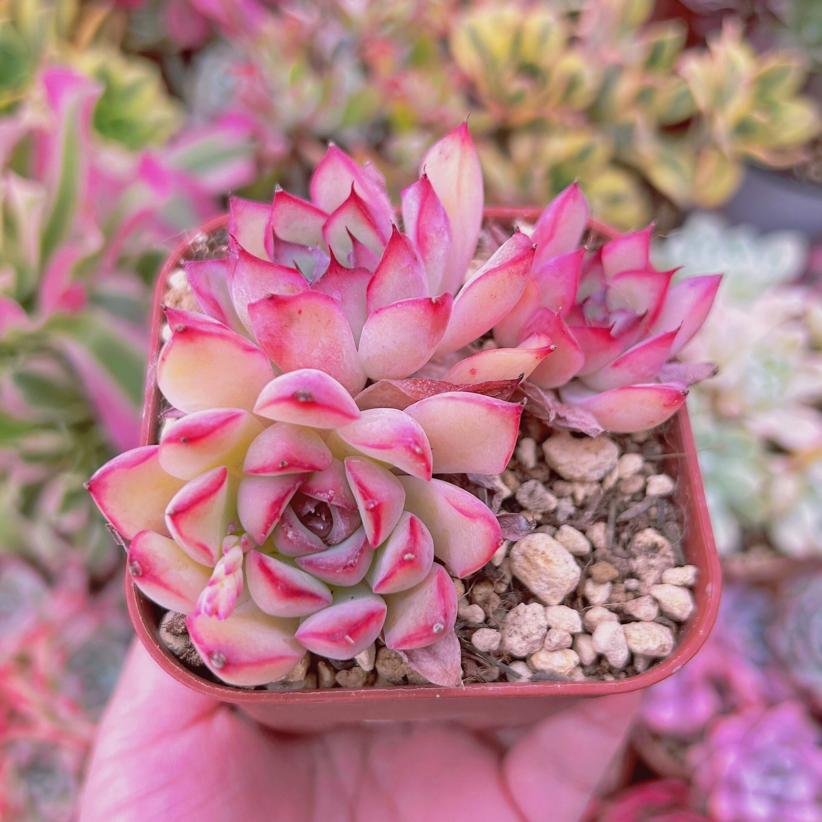 現物 多肉植物 Echeveria さくらんぼ | るる農園~多肉植物専門
