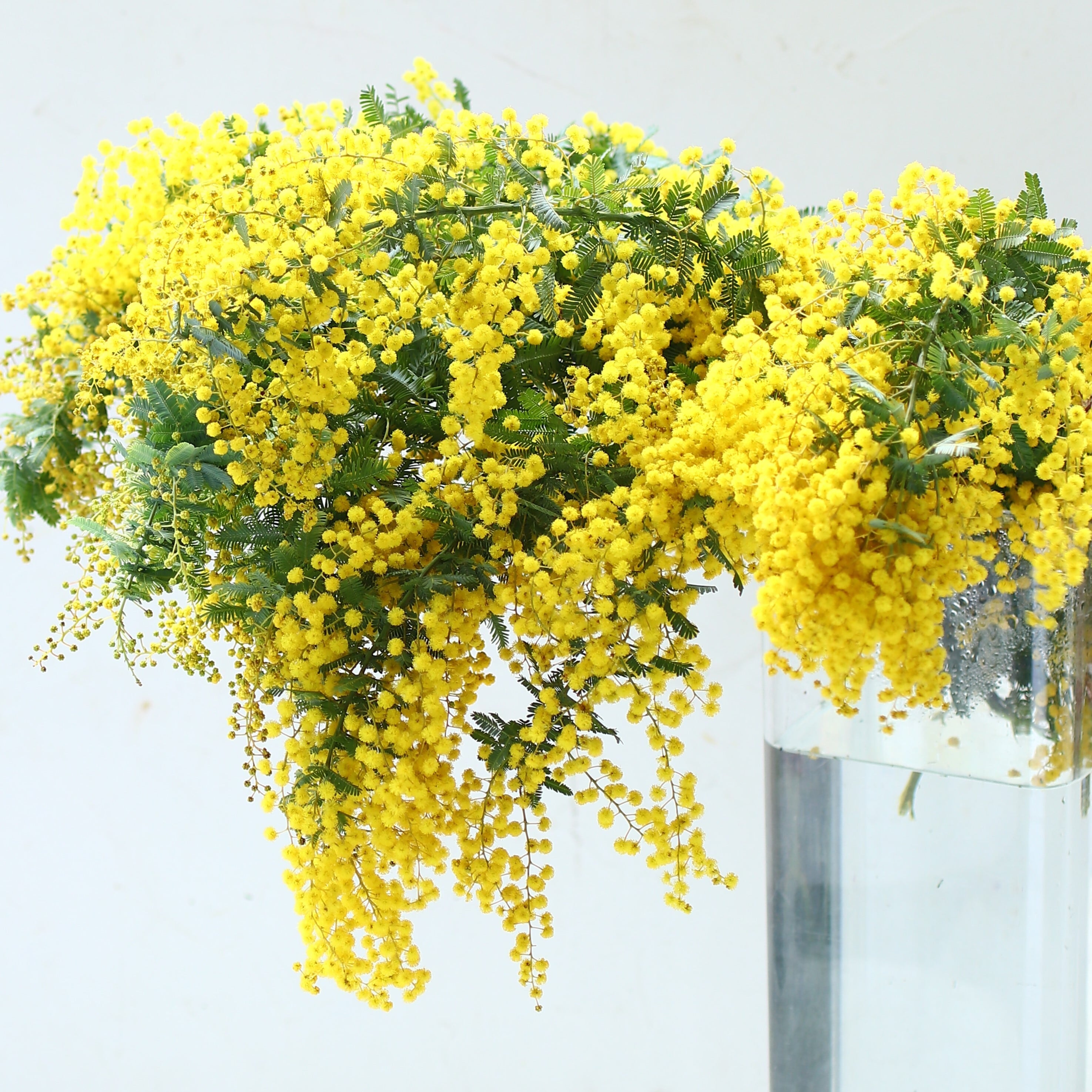 ミモザを飾ろう！贈ろう！」 | flowershop KALIANg