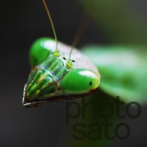 カマキリ 001