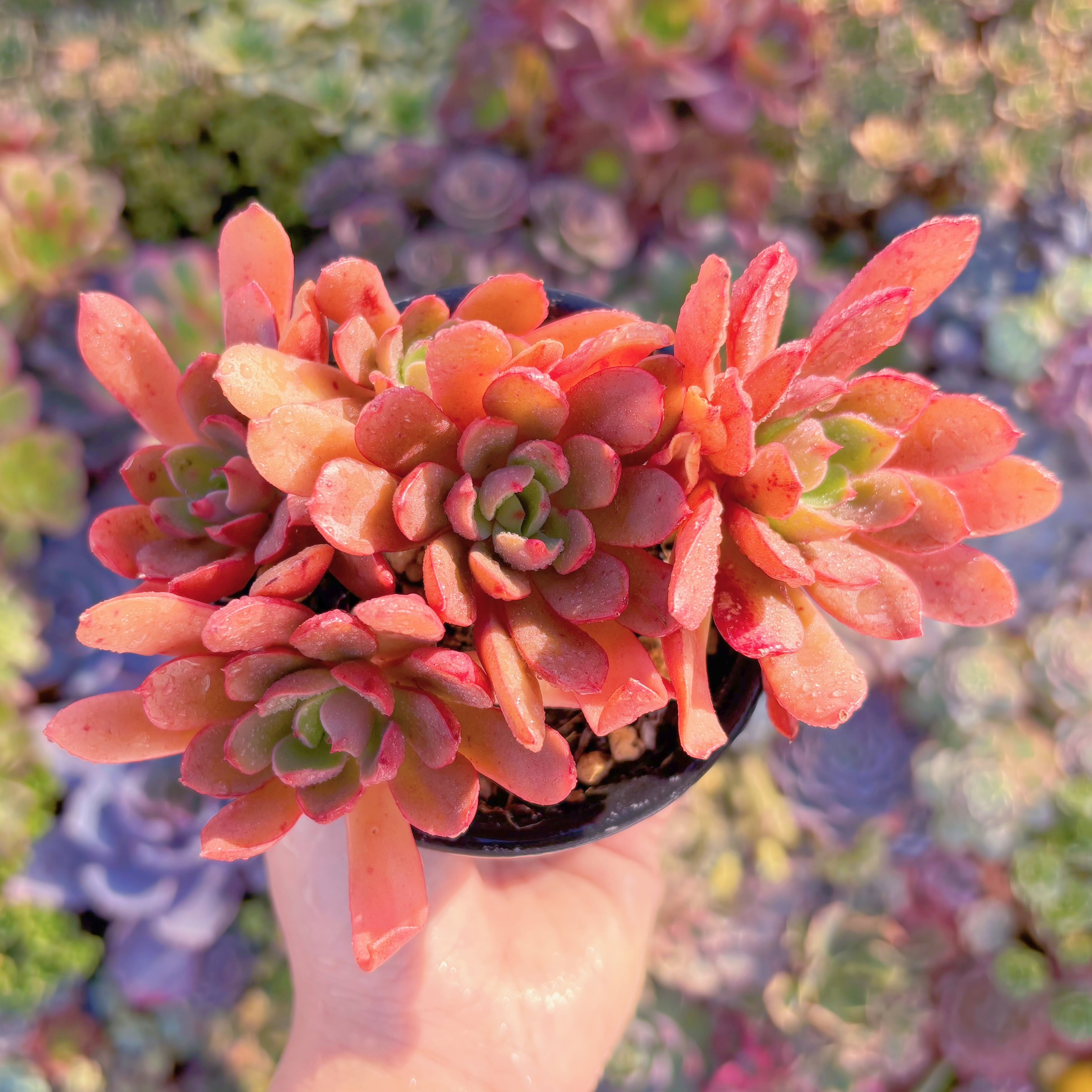 現品　緋紅の翼#016　群生　新入荷　るる農園