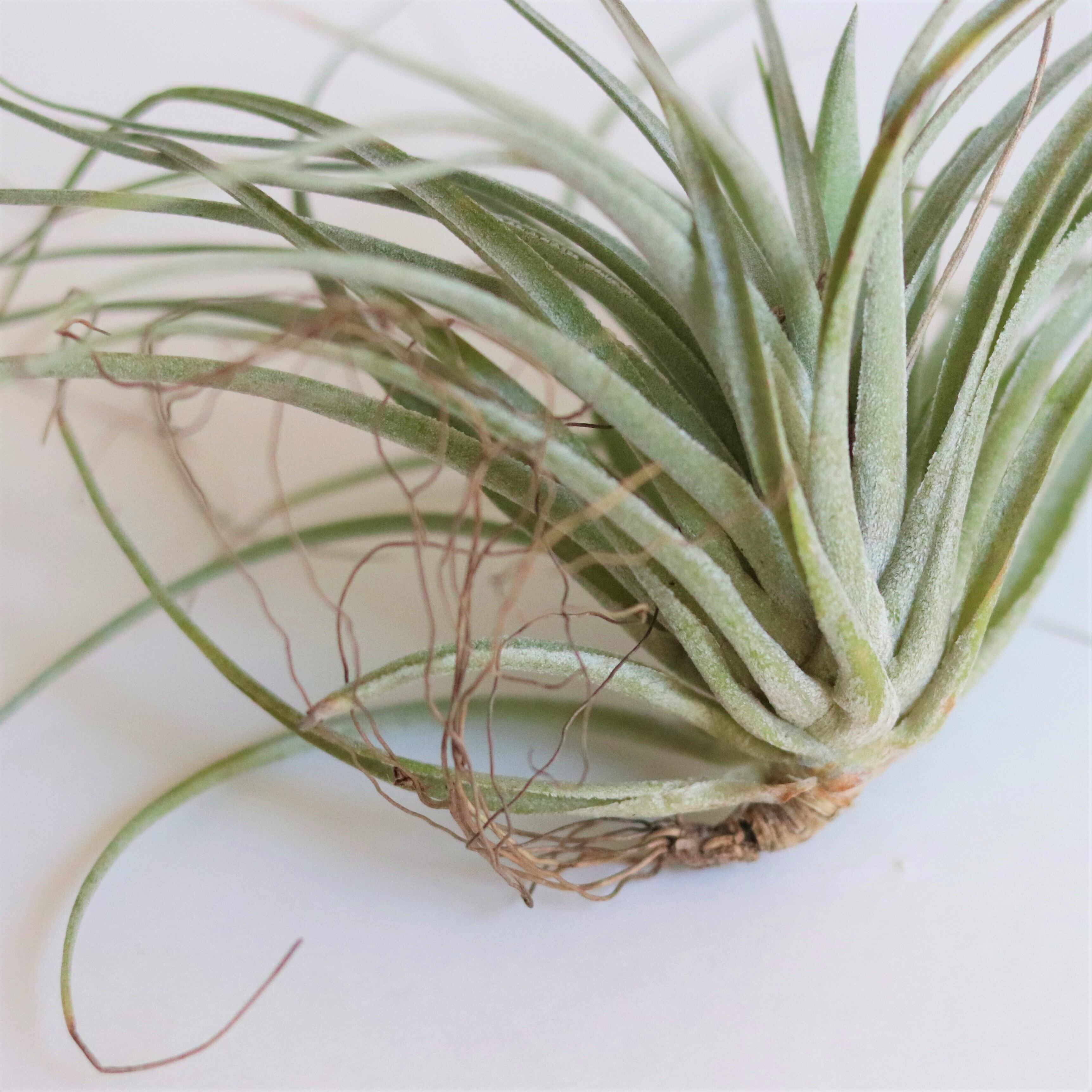 エアープランツ コットンキャンディー ジーフラットインテリアショップ Online Shop エアープランツ コットンキャンディー ジーフラットインテリアショップ Online Shop