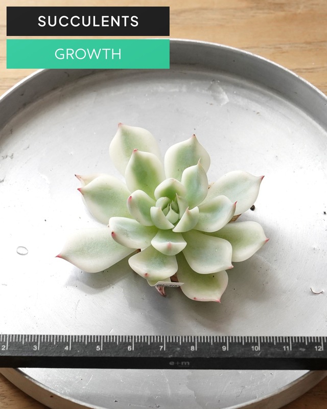 カット苗 チワワエンシス 全周斑 S Echeveria chihuahuaensis 'Yin Yang Variegated'