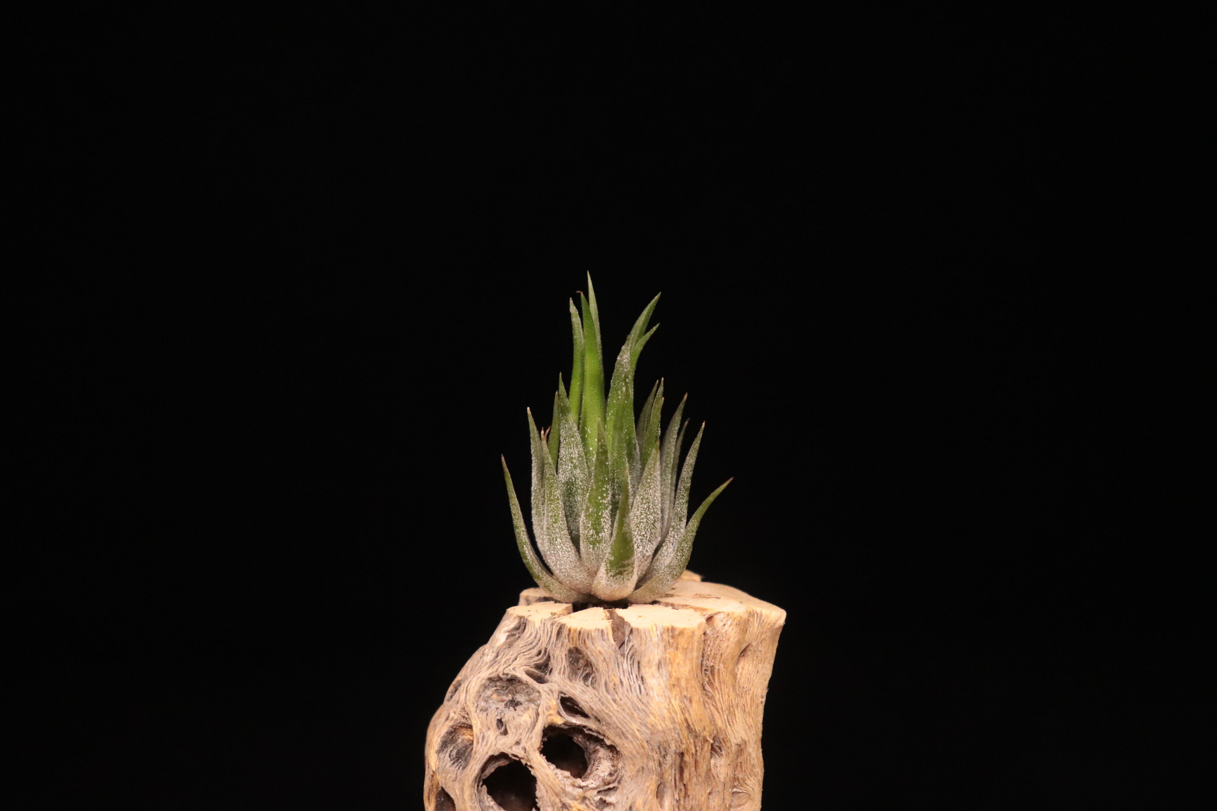 送料無料】ionantha 'Peanut' (Closed Form)〔エアプランツ〕現品発送