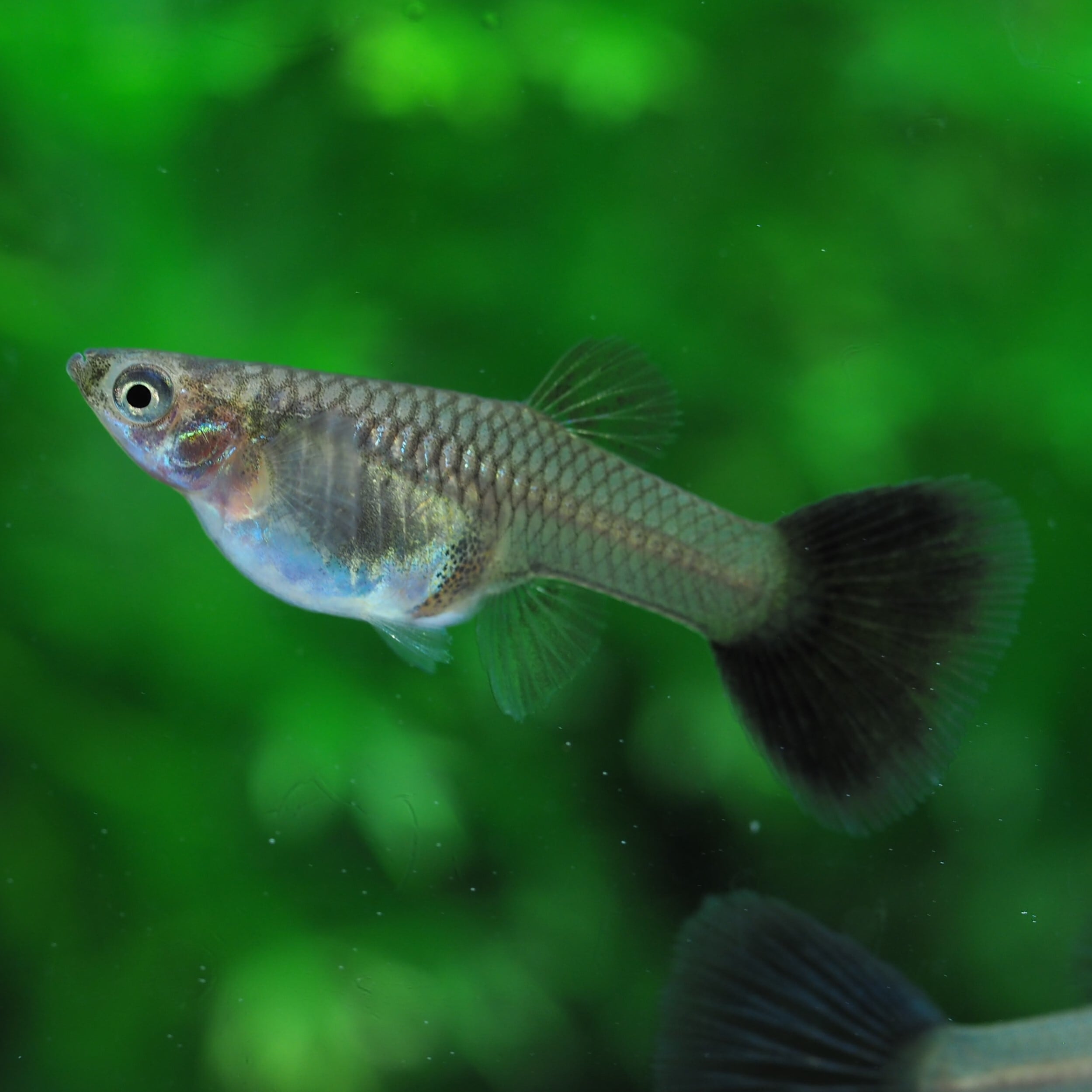 上物ラズリーブルーテール 若魚1ペア(国産グッピー) | 伊豆グッピー