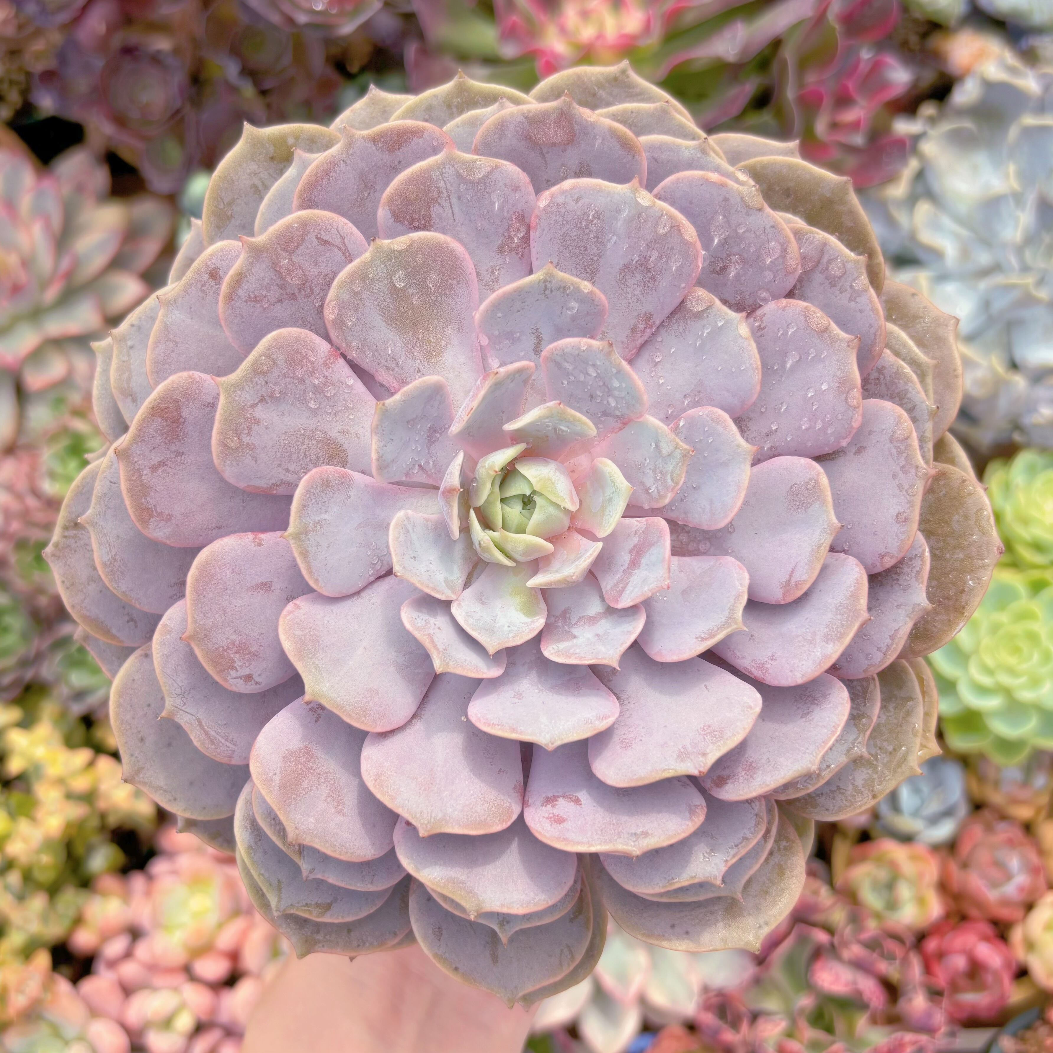 現品 ローラ#C24 特大苗 るる農園 | るる農園~多肉植物専門