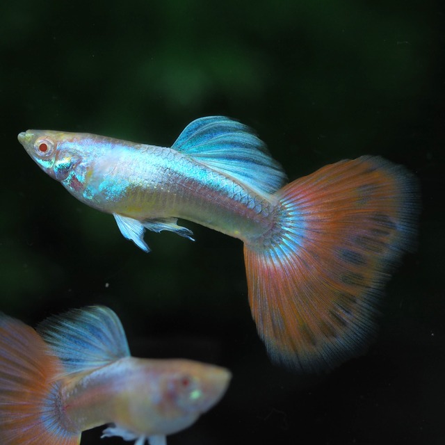 RREAラズリーレッドテールタキシード　2ペア