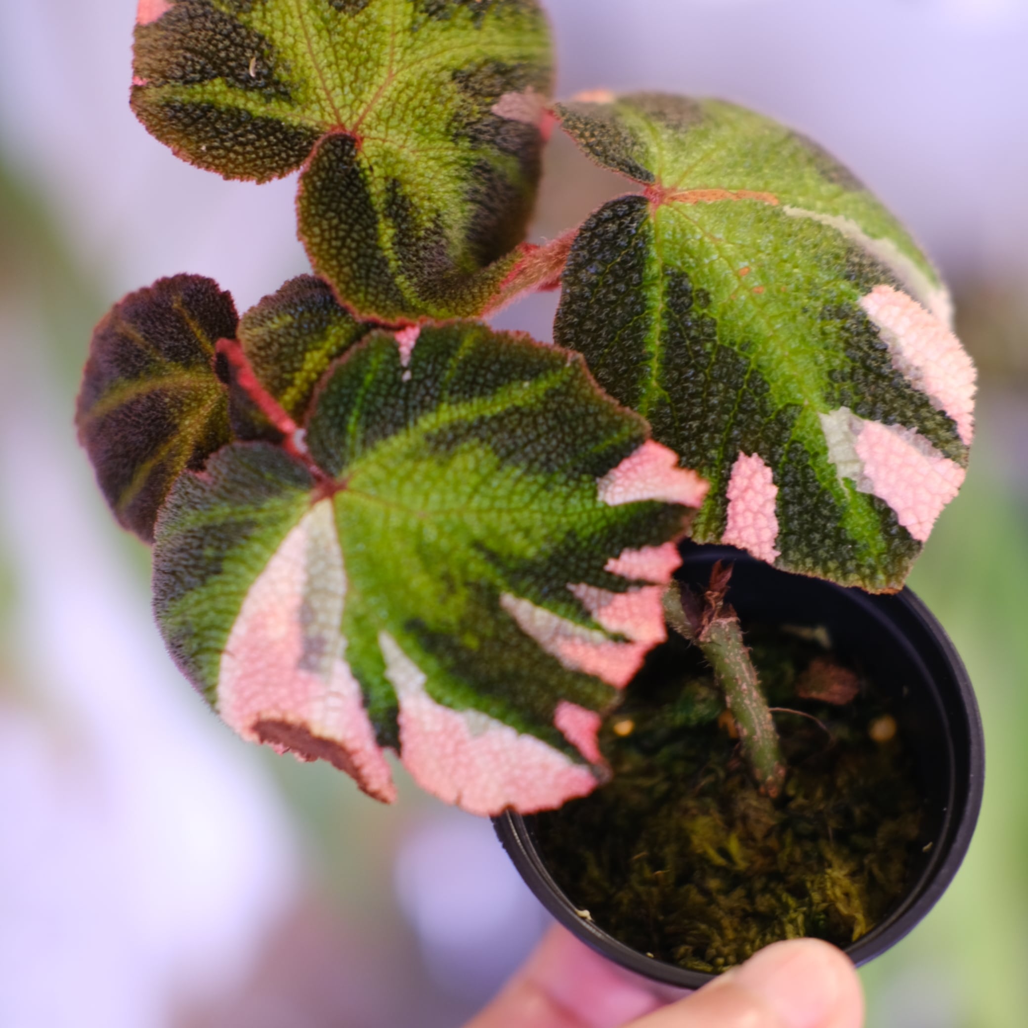 Begonia soli mutata Variegated│ベゴニア ソリムタータ バリエガータ