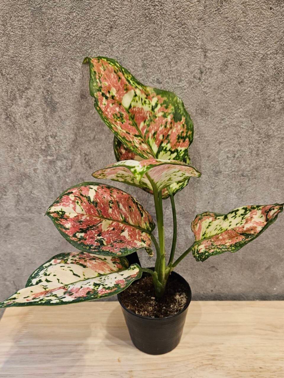 Aglaonema Unyamanee Tricolor アグラオネマ アンヤマニー トリ Aglaonema Unyamanee Tricolor アグラオネマ アンヤマニー トリ