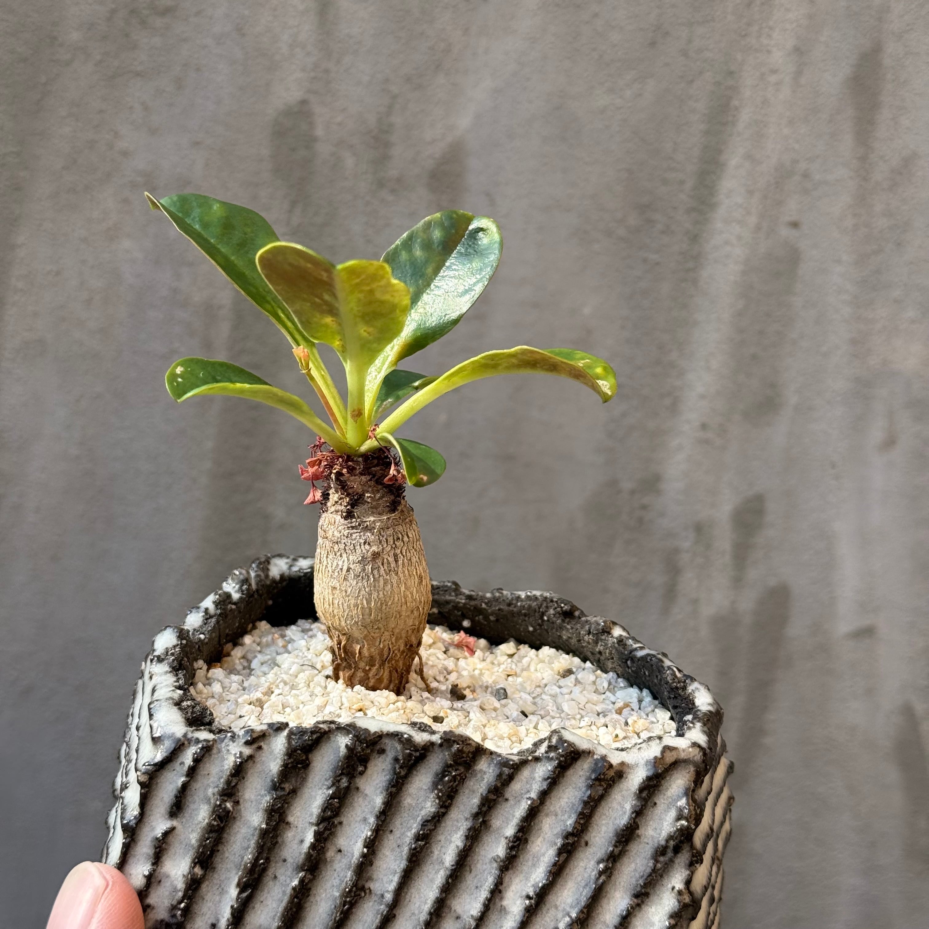 植物×鉢】 ユーフォルビア ラメナ 実生株 × 陶器鉢 | A-PLANTS