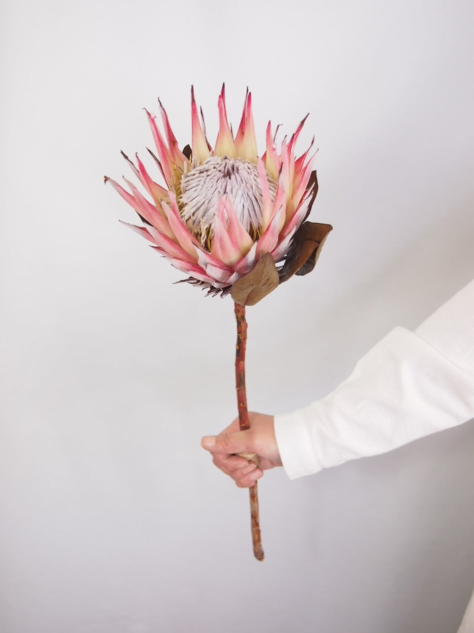 990円 店 単品ドライフラワー キングプロテア ピンク １本 オリジナル ドライスワッグ スワッグ 花束