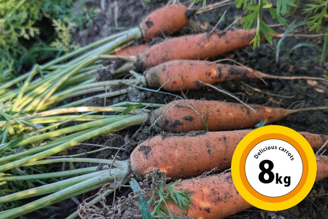 三河まんぷくファーム｢有機JAS認証にんじん8kg｣※施設