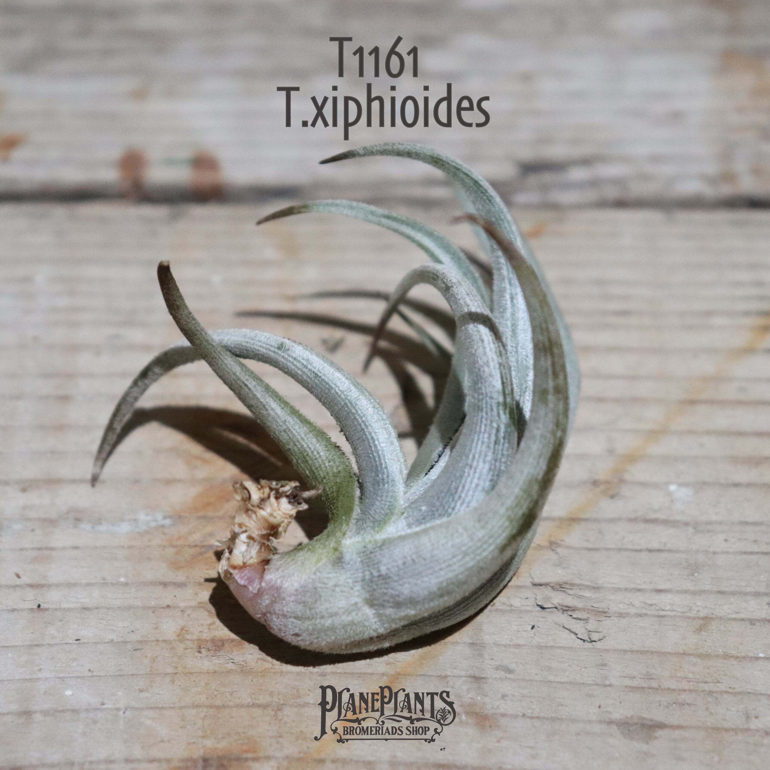 【送料無料】xiphioides〔エアプランツ〕現品発送T1161