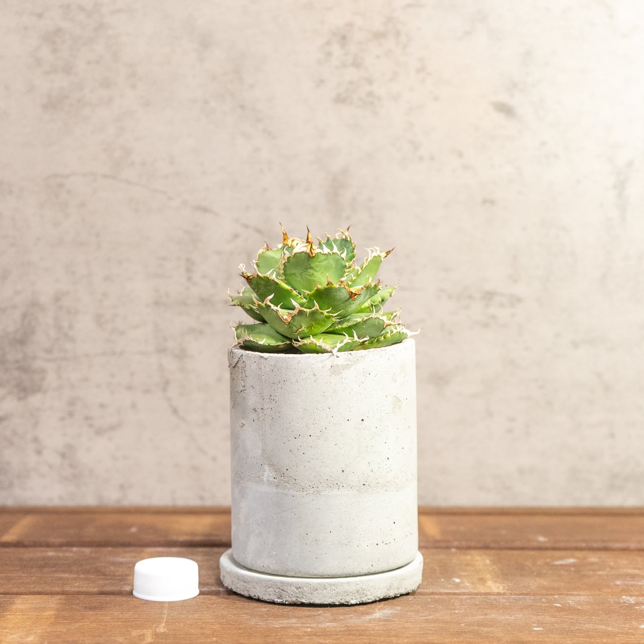 アガベ・チタノタ フィリグリー（丸葉・幅広タイプ）極上の肉厚感を楽しむ逸品｜Atmossphereオリジナル一点物モルタル鉢仕立て【虫発生抑制用土】