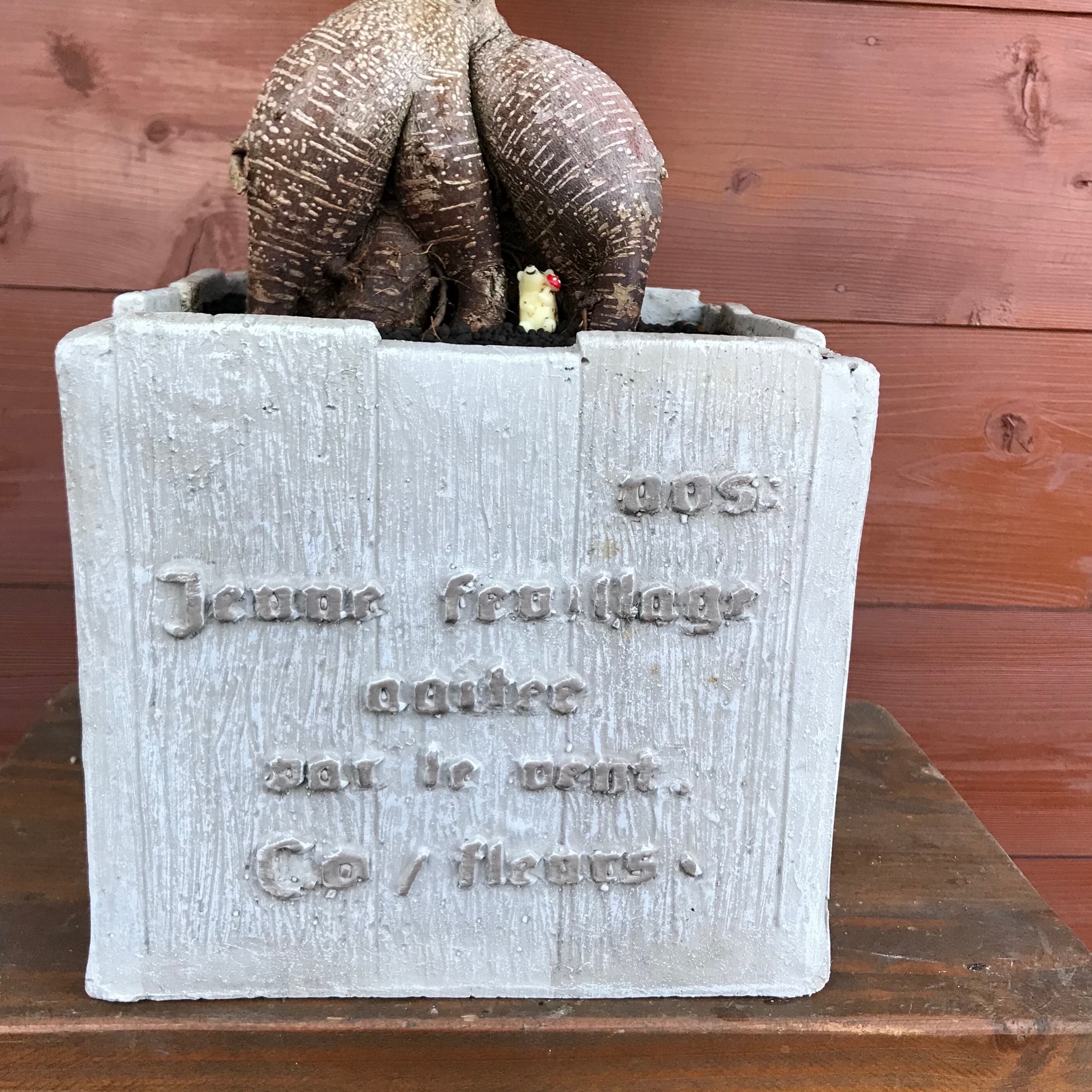 精霊のおうち ガジュマル | Merak - メラク 寄せ植え ガーデニング