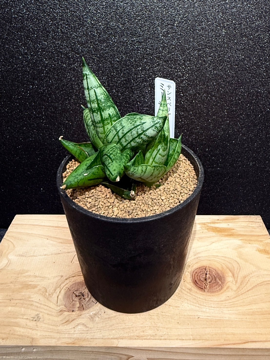 ミーディー サンセベリア 2.5号 希少 レア 原種希少品種 観葉植物 空気